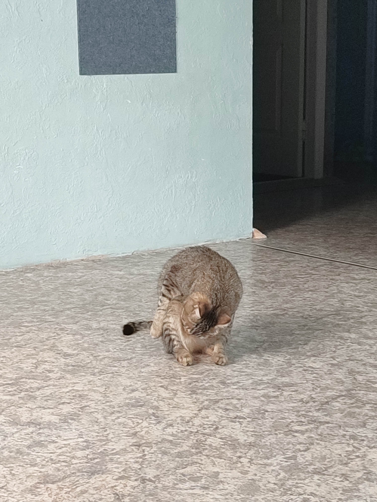 A gray tabby cat is grooming itself in a room with light blue walls and a neutral-toned patterned floor. The cat is sitting on the floor with its head bent down towards its paws. There is a gray rectangle on the wall and a doorway in the background. The location is Unknown, Unknown.