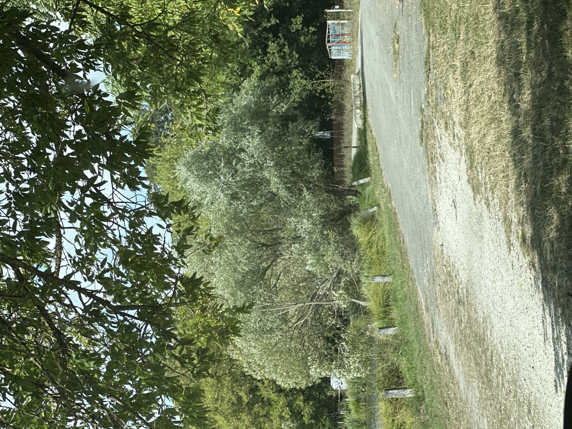 The image depicts a rural scene, likely on the outskirts of Makiv, Ukraine, on a bright, sunny day. In the foreground, a gravel and asphalt road curves through dry, yellowed grass and some green patches, with several weathered, grey stone posts lining the left side. Overhanging the scene from the top and sides are dark green tree branches with dappled sunlight filtering through them.
In the middle ground, a large tree with silvery-green foliage dominates the left side, its branches extending outwards. To the left of this tree, a body of water is visible, bordered by tall, dry grasses. Further back, a dense line of various green trees forms a backdrop. A faded signpost with an illegible number is visible near the center, and on the far right, a colorful, cage-like structure with blue, red, and yellow bars stands near a wooden fence. The overall impression is one of a quiet, possibly secluded, natural setting.