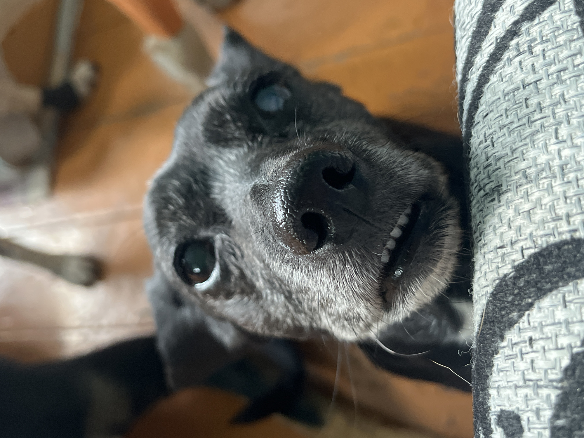 A close-up, eye-level, indoor shot shows the face of a black dog with graying fur around its muzzle and eyes. The dog is looking directly at the camera, with its snout pressed against a patterned fabric surface in the foreground. Its mouth is slightly open, revealing small teeth. One of the dog's eyes appears cloudy. The background is blurred, showing what appears to be a wooden floor and the legs of other figures. There is no indication of the location being Nizhny Tagil, Russia.