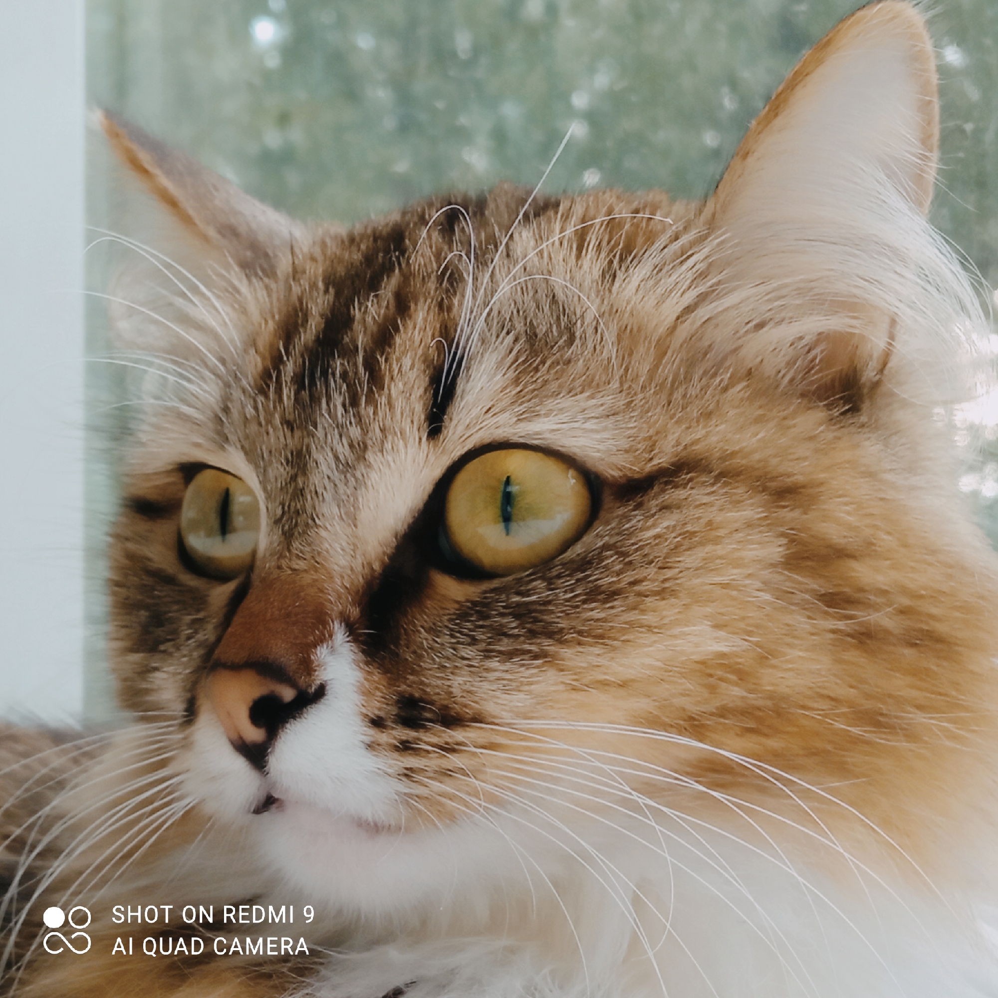 This is a close-up, waist-up shot of a tabby cat. The cat's fur is a mix of brown, black, and white. Its eyes are large and yellow, with black vertical pupils. The cat has long white whiskers. The background is blurred and appears to be outdoors, with greenery and what looks like a window. There is a watermark at the bottom left of the image that reads "SHOT ON REDMI 9 AI QUAD CAMERA". The location of Chaikovsky, Russia is not discernible from the image.
