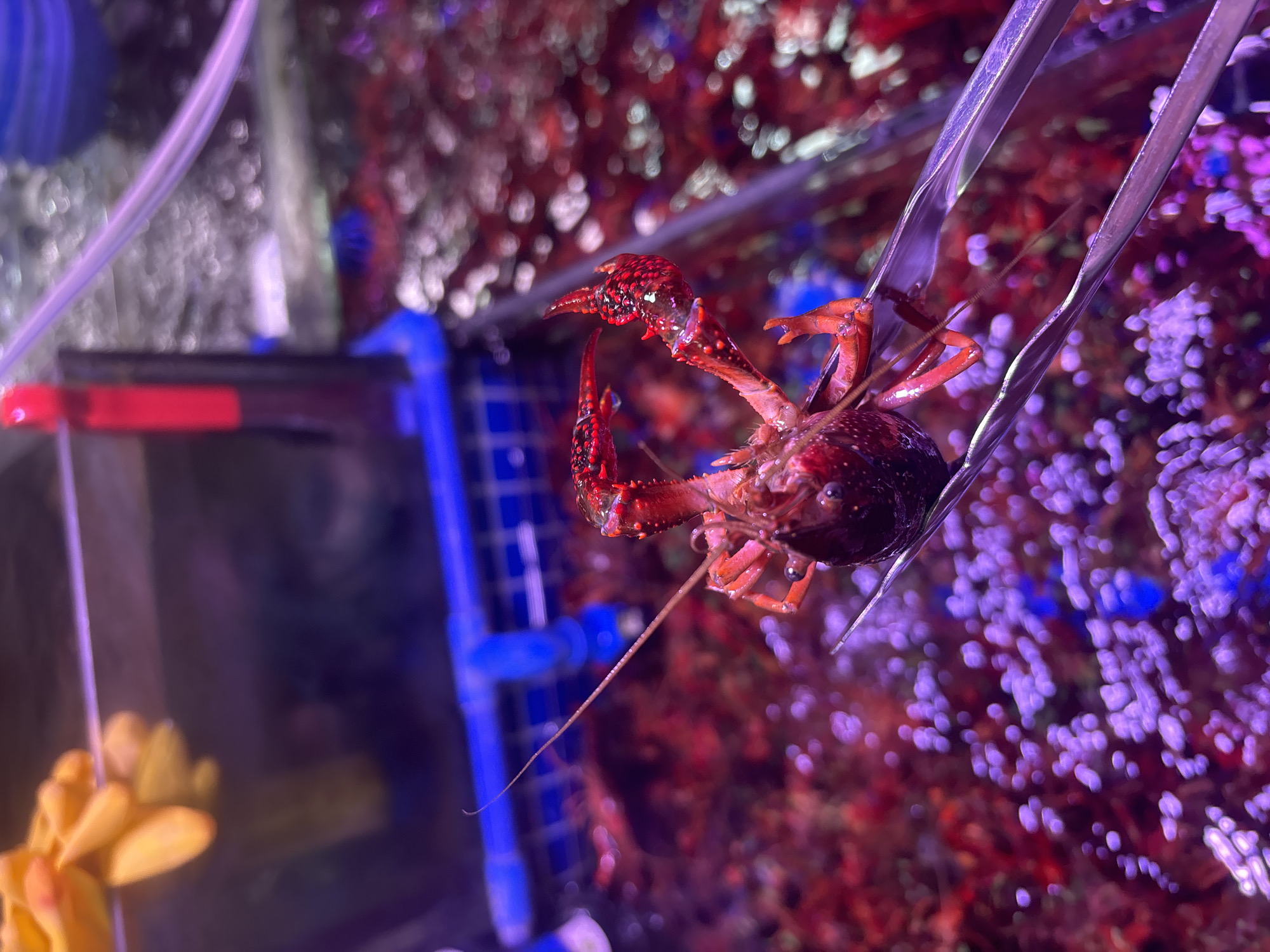 A close-up, high-angle shot shows a person's hand wearing a yellow glove, holding a live crawfish with metal tongs. The crawfish is red with black spots and has a long antenna. The tongs are gripping the body of the crawfish. The background is blurry and appears to be an aquarium with red and purple colored gravel at the bottom and water with bubbles. A blue structure is visible in the background, as well as a red light on a device. The scene appears to be set in a market or a seafood restaurant in Nanhai District, China, where live seafood is displayed for sale.