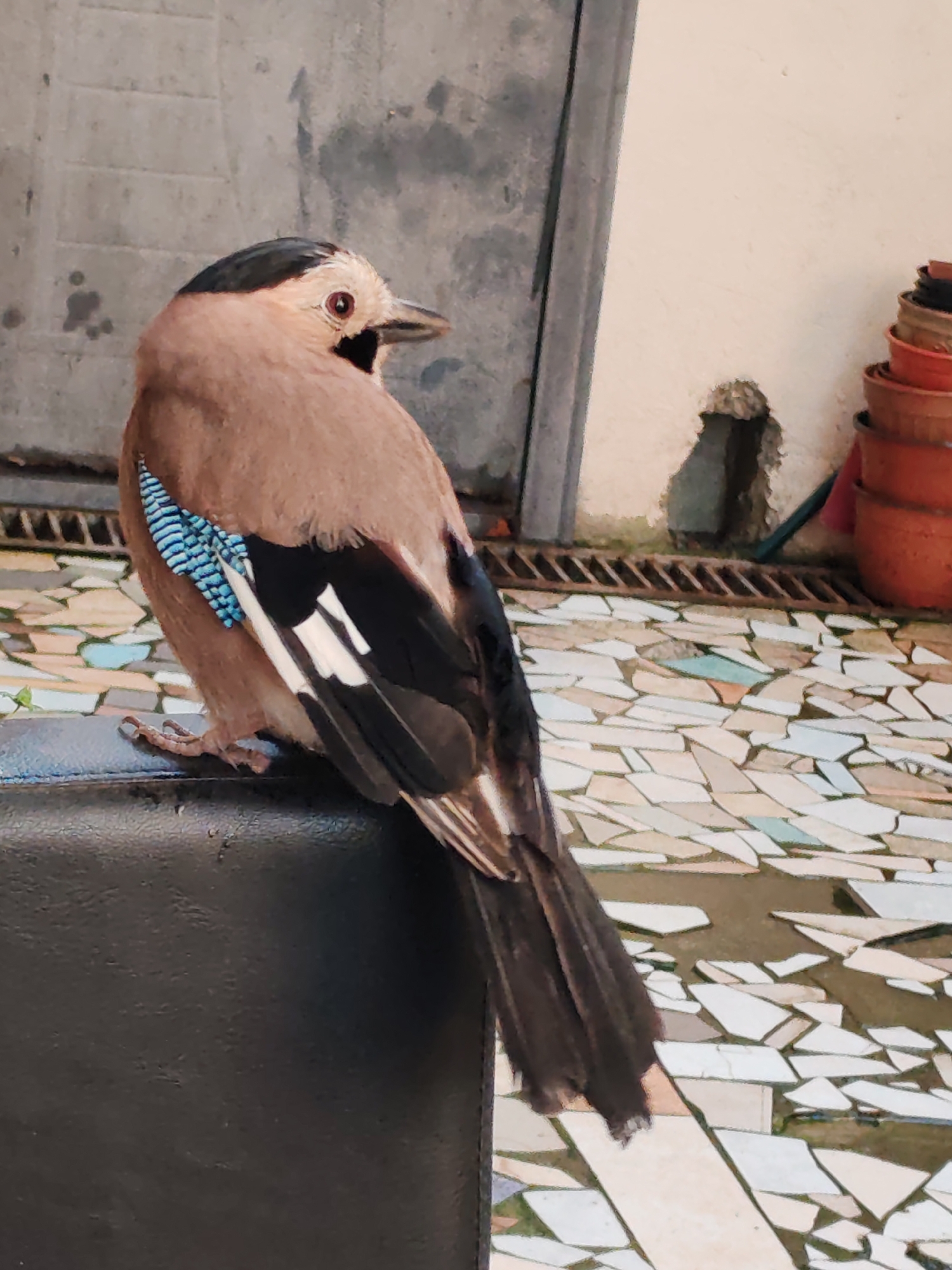 A Eurasian Jay is prominently featured in a close-up, vertical shot, captured from behind and slightly to its right. The bird is perched on a dark, possibly black leather or plastic, surface, which appears to be the back of a chair or a low ledge. It has a light brown body, a black crown, a pale face, and a dark eye with a reddish hue. Its most striking feature, the iridescent blue and black barred wing patch, is clearly visible on its left wing, along with black and white feathers on its primary wing.
The bird is looking towards its left (viewer's left), away from the camera. Its posture is relaxed, with its taloned feet gripping the dark surface.
The background consists of an outdoor or semi-outdoor setting. Directly behind the bird, a decorative mosaic tile floor, composed of irregularly shaped light-colored (white, beige, light blue, and grey) pieces, stretches across the ground. Beyond the floor, there is a metallic grate, likely a drain, running horizontally. Further back, a light-colored wall shows a rough, dark hole or cavity. To the right, a stack of terracotta flower pots is visible against the wall. A dark, vertical structure, possibly a door frame or pillar, stands on the far left of the background. The lighting suggests daytime, with diffused light illuminating the scene. There is no visible text in the image. The setting, particularly the mosaic tiles and terracotta pots, is consistent with outdoor spaces found in regions like Sochi, Russia.