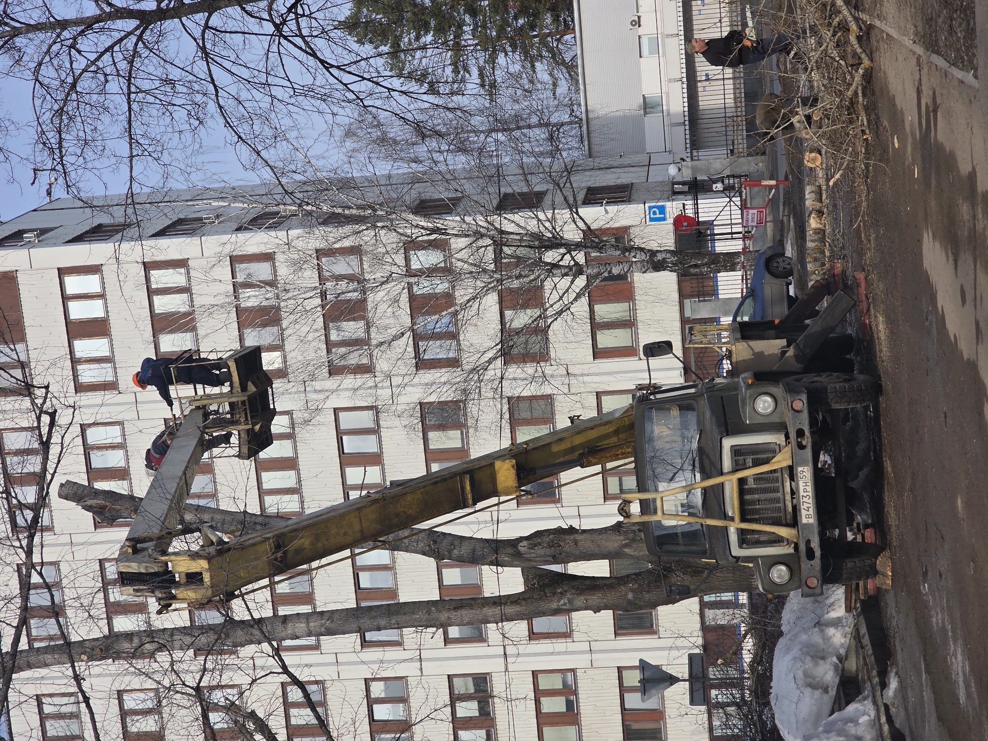 An outdoor scene in Chaikovsky, Perm Krai, Russia, depicts a tree pruning operation under a clear sky. In the foreground, a dark green, older model aerial work platform truck with license plate B 473 PH 59 RUS is positioned on a dirt ground with outriggers extended. Its yellow hydraulic boom is elevated, with a bucket containing two workers. One worker wears an orange hard hat and dark attire, standing near the edge of the bucket. The second worker, wearing a dark cap and jacket, is partially visible and appears engaged in cutting. They are actively pruning a tall, bare deciduous tree, removing large branches from its upper trunk.
On the ground to the right, a male worker in a dark jacket and blue jeans holds a chainsaw while standing amidst fresh piles of cut logs and branches. Another figure is partially obscured behind the ground worker, also near the debris. Large snow piles are present on the left side of the frame. In the background, a multi-story, light-colored building with numerous brown-framed windows dominates the view. A blue sedan is parked behind the cut branches. Other elements include a dark metal fence, a red barrier with "ПОЖАРНЫЙ ПРОЕЗД" (Fire Driveway) text, and various street signs. The ground consists of dirt and mud, indicative of thawing conditions.
