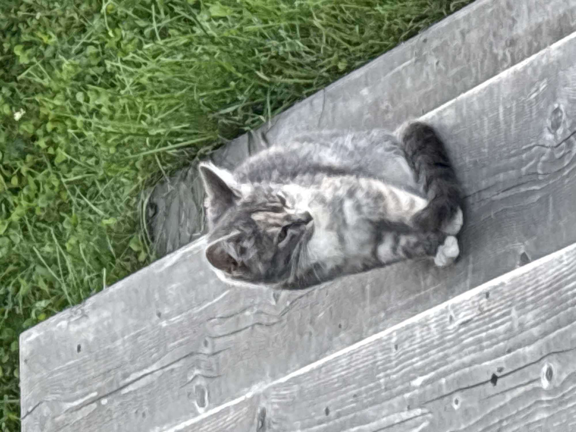 A young tabby cat with gray and white fur sits on a weathered wooden surface, possibly a bench or deck, outdoors. The cat is facing downwards and slightly to its left, with its paws tucked neatly beneath it and its tail curled around its body. The background consists of lush green grass. The overall scene appears to be located in a natural outdoor setting.