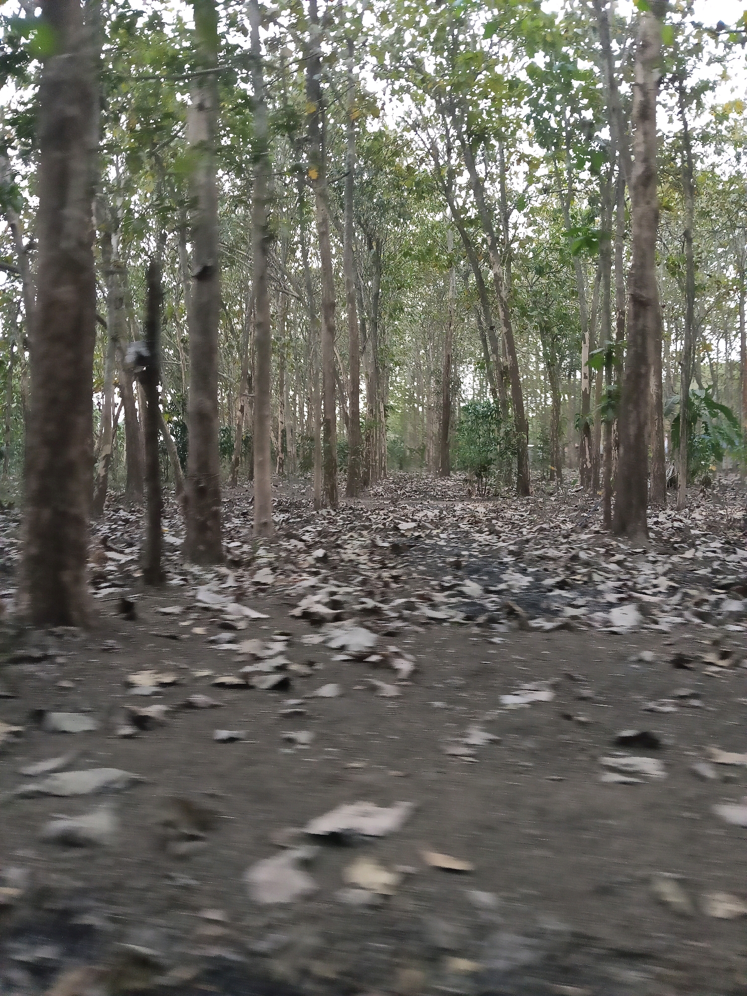 The image depicts a forest with a path or road running through it. Tall, slender trees with sparse green foliage dominate the scene. The ground is covered with a thick layer of fallen leaves, creating a natural carpet. The path appears to be unpaved and made of dark soil. The overall atmosphere is serene and natural, suggesting a rural or undeveloped area. The location is identified as Darungan, Indonesia.
