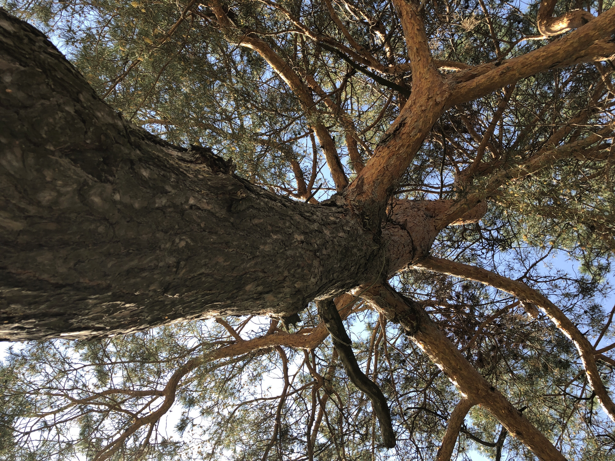 The image is a low-angle shot looking up into the canopy of a large tree. The tree has a thick, gray-brown trunk, which dominates the lower left portion of the frame. Branches extend outwards and upwards from the trunk, some of which are brown and covered with needles. The branches are densely packed and intertwining. The sky is visible in the gaps between the branches and is a pale blue. The tree's location in the city of Chaikovsky, Russia, is not discernable from the image alone. There are no people visible in the frame. The environment appears to be outdoors during daylight.