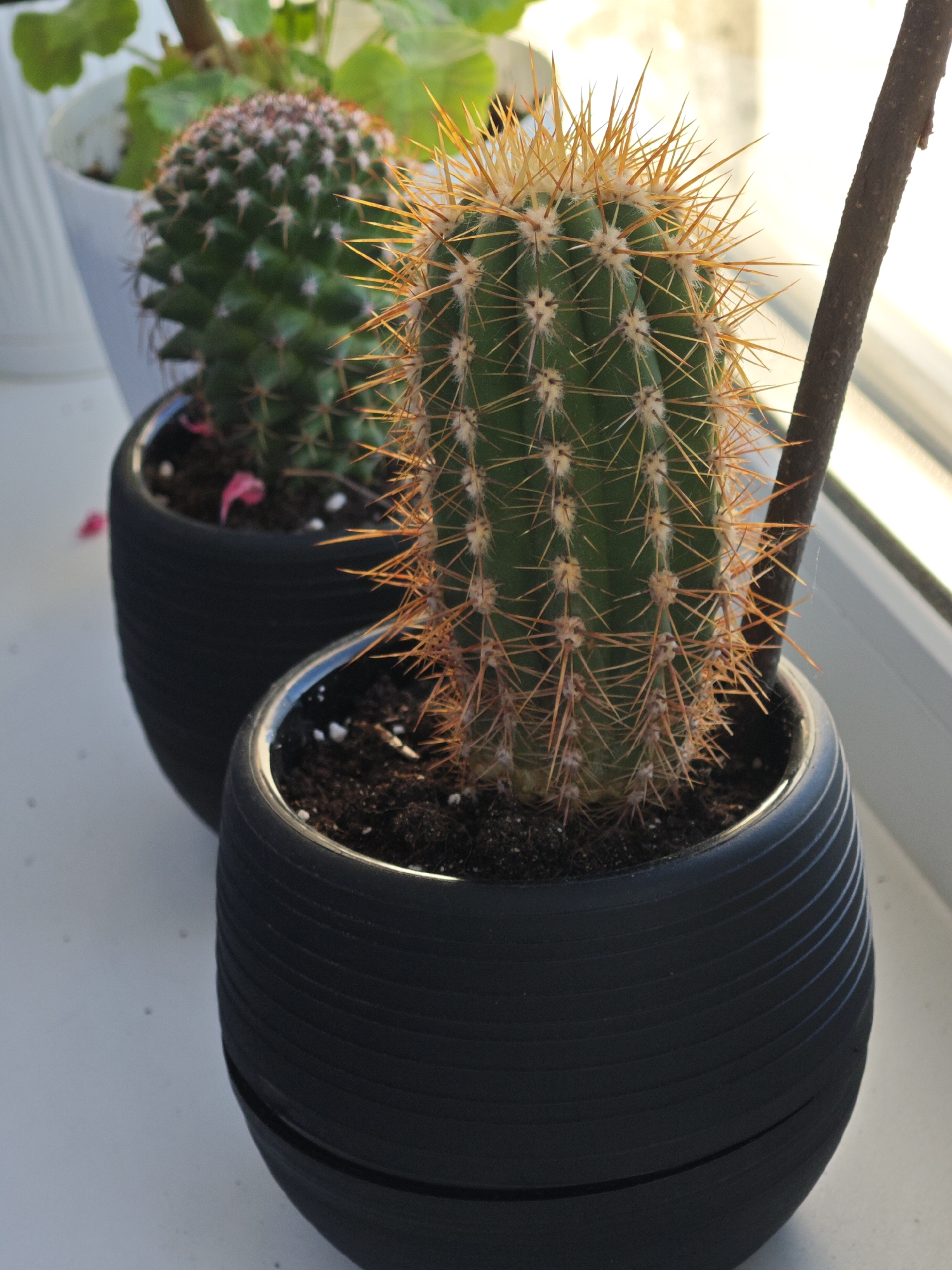 The image shows two potted cacti placed on a white windowsill. The cactus in the foreground is taller with prominent, sharp, golden-brown spines and is in a ribbed black pot. A dark brown stick is positioned to the right of this cactus. A second, smaller cactus with shorter, lighter colored spines is visible behind and to the left of the foreground cactus, also in a black pot. The background includes green foliage from another plant and a window through which sunlight is streaming, creating a bright, slightly blown-out effect. The scene is indoors, likely in a residential setting in Заклинье, Russia.