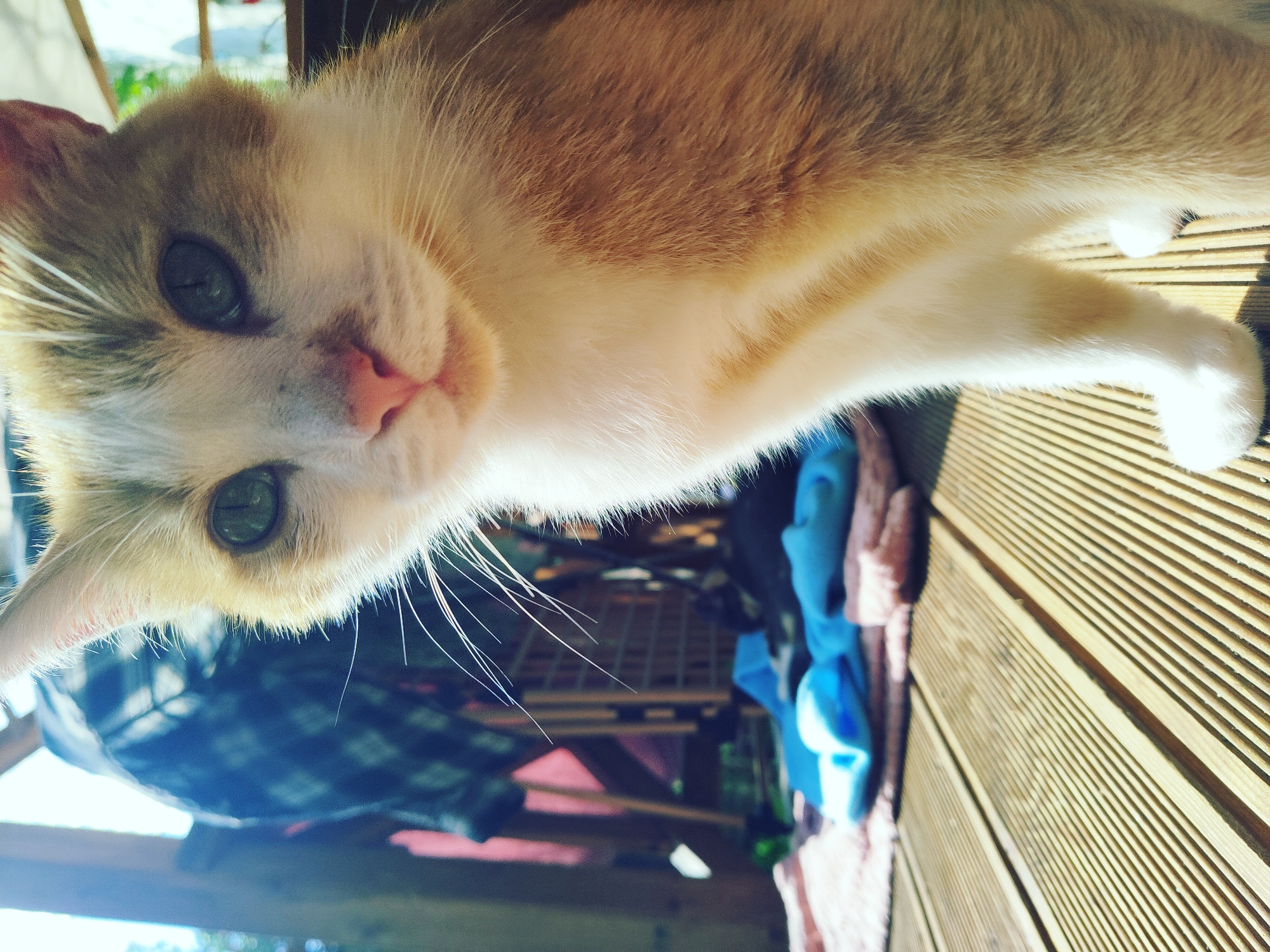 A close-up, low-angle shot captures an orange and white cat sitting on a wooden deck. The cat's face is partially visible, with its green eyes looking towards the camera. The cat has white fur on its chest and paws, with orange tabby markings on its head and back. In the background, there are some blurred objects, including what appears to be a checkered blanket draped over a railing. The scene is lit by bright sunlight, creating a warm and inviting atmosphere. The wooden deck has a distinct pattern of parallel planks. There are no visible people or specific landmarks that would place the image in Vilnius, Lithuania.