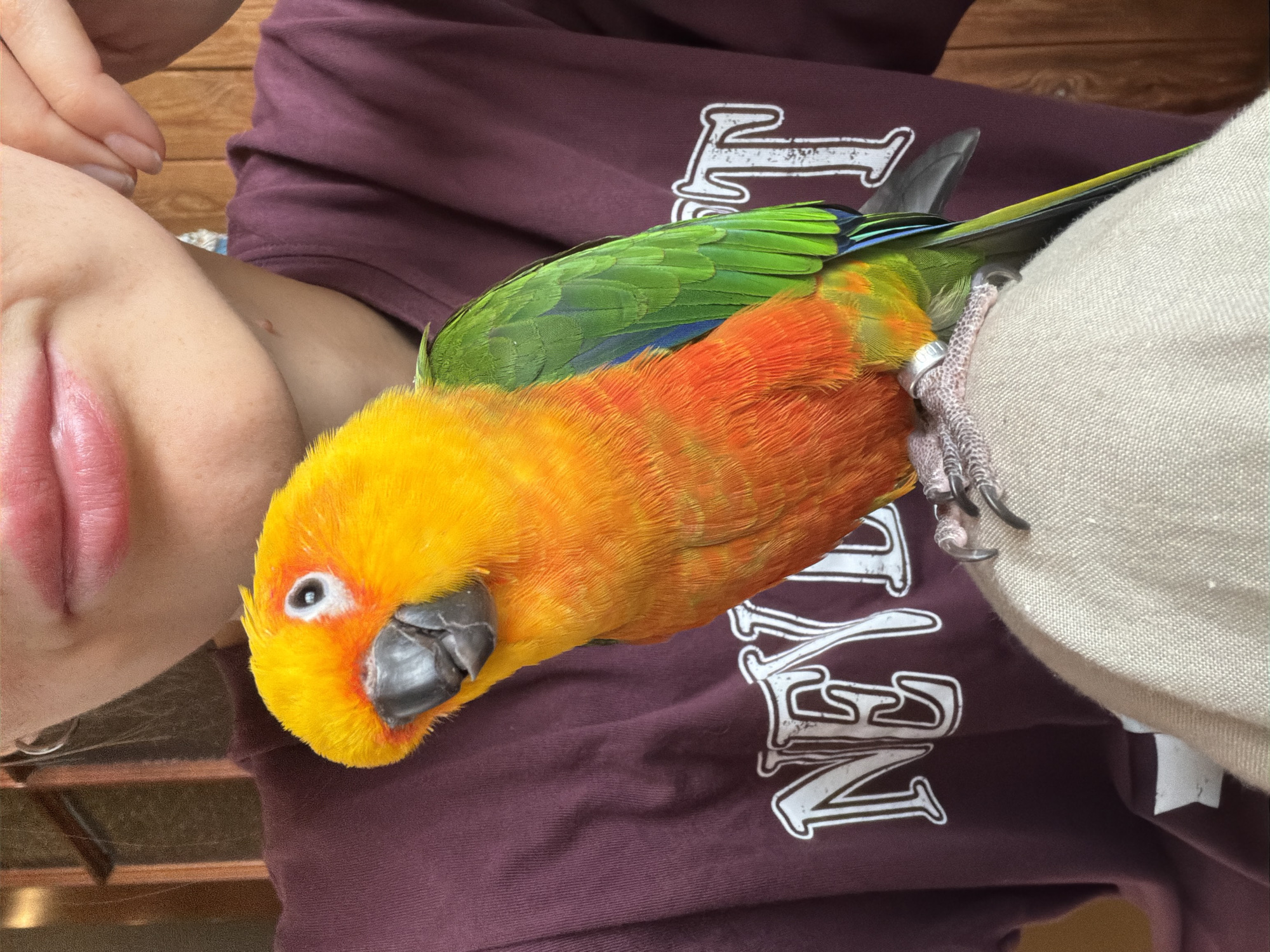 A close-up, vertical shot shows a person interacting with a colorful parrot in an indoor setting. The person's face is partially visible on the left side of the frame, showing their mouth, chin, and a small part of an ear, suggesting a relaxed expression. They are wearing a maroon t-shirt with distressed white text, where parts of letters like "E" and "N" are discernible.
Perched on the person's left shoulder or upper chest is a vibrant Sun Conure parrot. Its head is bright yellow, transitioning to fiery orange on its chest and belly, and then to rich green and blue feathers on its wings and back. The parrot's dark eye and strong, dark gray beak are clearly visible. One of its legs, adorned with a silver band, is gripping a light-colored, possibly beige, textured fabric, which may be part of another garment or an object the person is holding. The parrot's sharp claws are visible.
In the upper left corner, a wooden surface with visible grain suggests a wooden wall or furniture in the background. The lighting is soft and even, indicating a daytime setting. The scene depicts a calm interaction between the person and the bird. This interaction is taking place in Khimki, Russia.