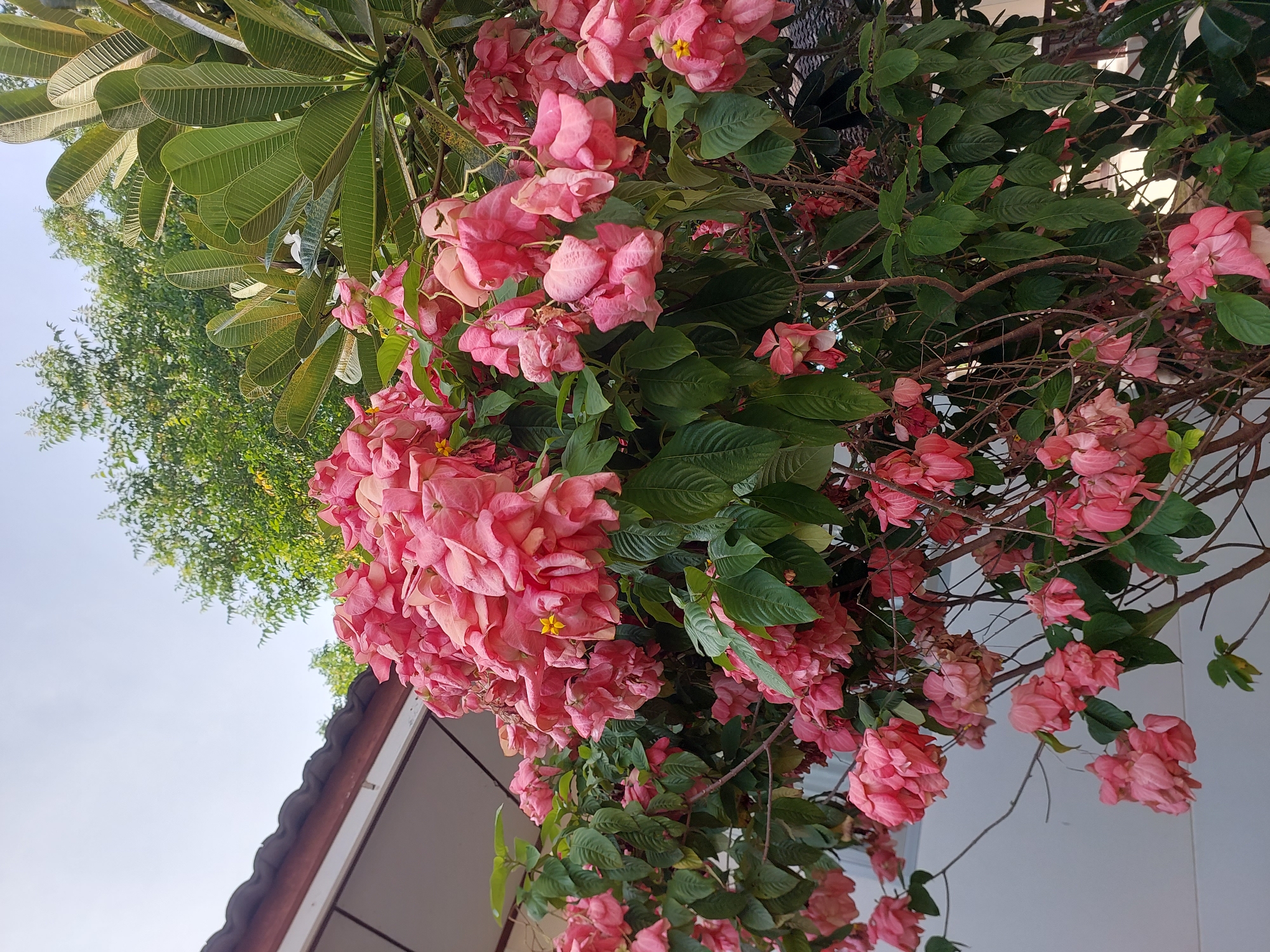 A lush pink flowering bush dominates the foreground of this image, with its vibrant blooms cascading downwards. The bush is situated in the outdoor environment of Baan Mae Nam, Thailand, as indicated by the presence of a building with a tiled roof and a white wall in the background, along with a large leafy plant with pronounced veins to the right of the flowering bush. The sky is visible in the upper portion of the image, appearing bright and clear. The scene captures a natural setting with elements of human construction, suggesting a residential or garden area. No people or animals are present in the frame.