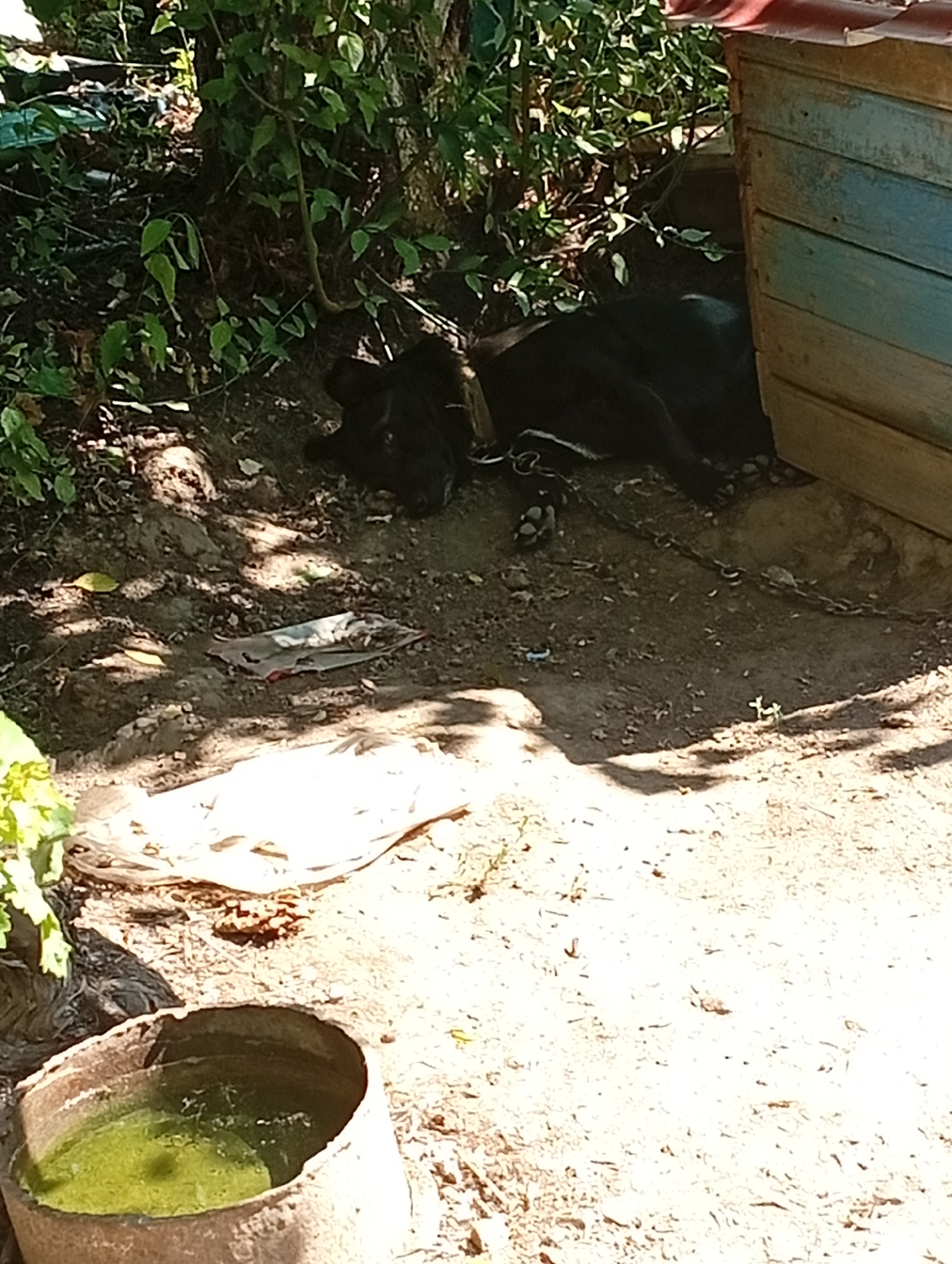 A black dog is lying on the ground next to a doghouse. The doghouse is made of wood and painted blue and yellow. The dog is chained to the doghouse. There is some vegetation around the doghouse, and a rusty barrel with green liquid in it is in the foreground. The scene appears to be in a rural or semi-rural setting, potentially a yard in Pănășești, Moldova. The ground is a mixture of dirt and small stones, and there is some debris scattered around, including plastic bags and wrappers. The lighting suggests it is daytime with sunlight casting shadows.