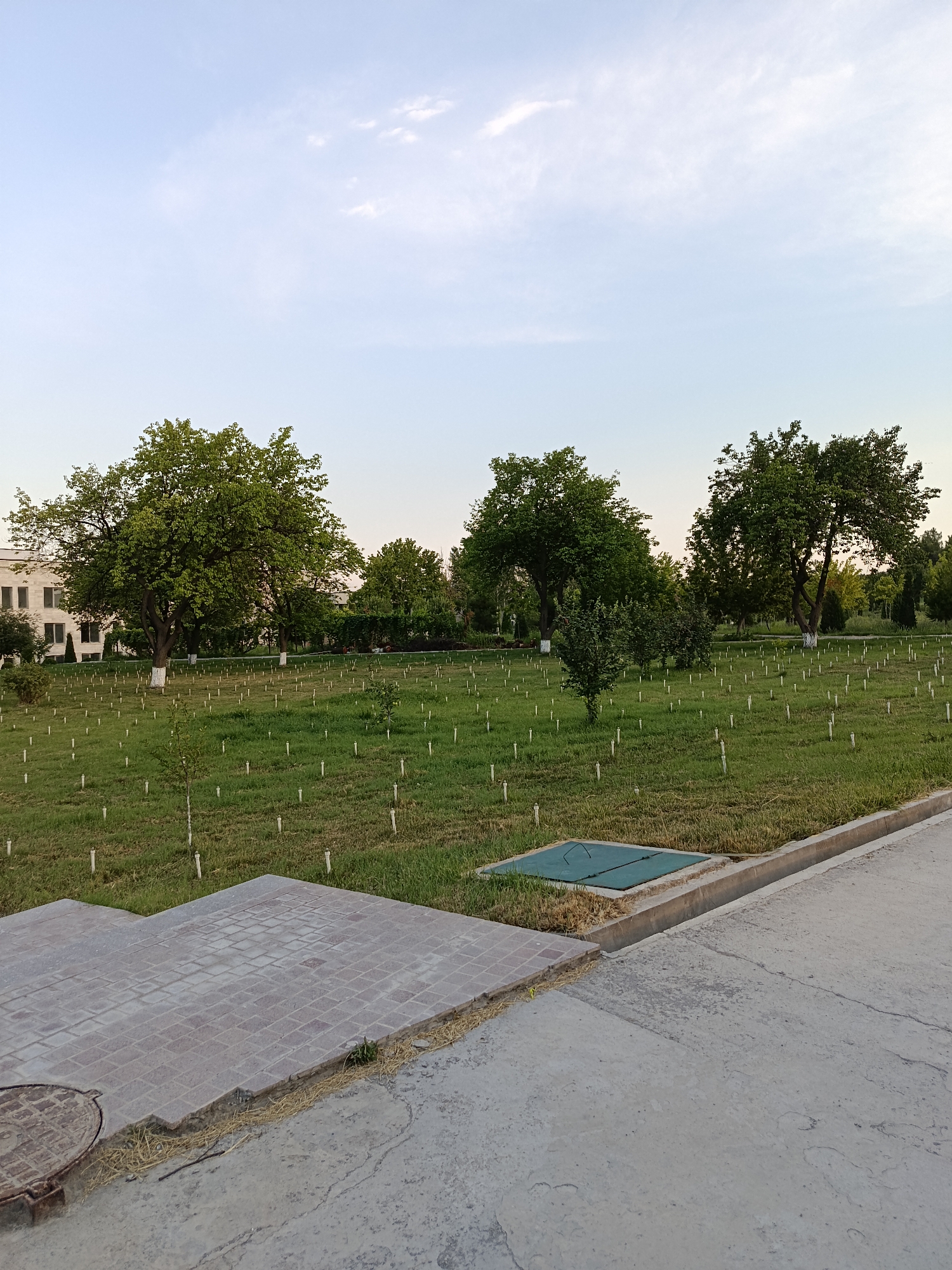 This image depicts a park-like setting in Gulshan, Uzbekistan, likely during a calm evening. The foreground is dominated by a concrete walkway with a section of patterned paving stones. Adjacent to the walkway is a green utility cover and a drainage channel.
The midground features a large expanse of green grass dotted with numerous small white stakes, suggesting newly planted saplings or markers for future plantings. Several mature trees with full green canopies are scattered across the lawn, with some of their trunks painted white at the base, a common practice to protect them. In the background, a building with light-colored walls and windows can be seen on the left, hinting at an institutional or public space. The sky above is a soft blue with scattered, wispy clouds, indicating fair weather and a setting or rising sun, casting a gentle light over the scene. The overall atmosphere is peaceful and serene, with no people visible, emphasizing the natural and tranquil environment of the park.