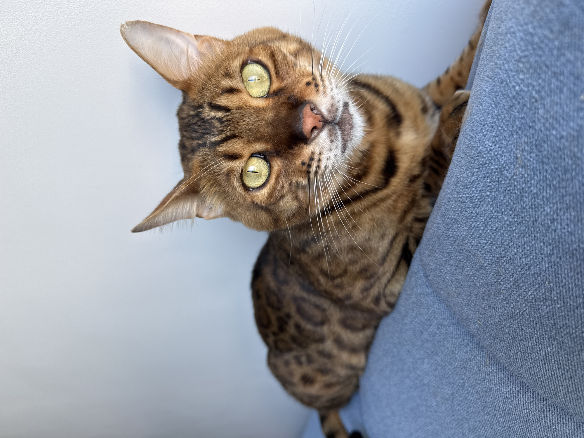 A Bengal cat with golden eyes and spotted fur is lying on a blue cushioned surface. The cat's head is turned towards the viewer, with its ears pointed upwards. Its body extends to the left, with its fur displaying characteristic dark rosettes. The background is a plain, light-colored wall. There are no people or any other animals visible in the image. The image appears to be taken indoors, with natural light illuminating the scene. The location is not specified to be Sochi, Russia.