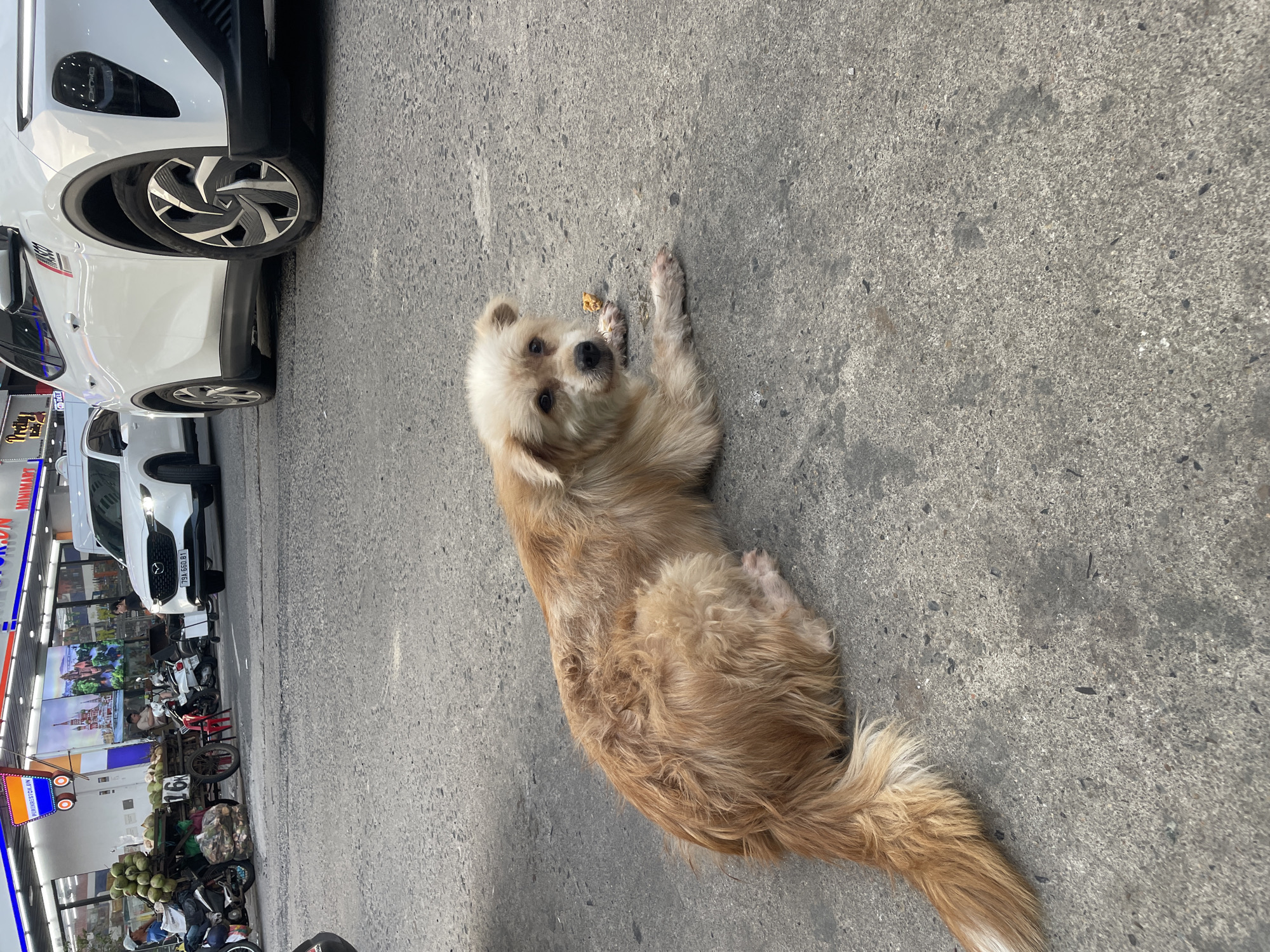 The image presents a street scene in Bac Nha Trang Ward, Vietnam, illuminated by bright daylight. A light brown and white dog, with medium-long fur, is the central subject, lying comfortably on its side on the concrete pavement and looking directly towards the camera. A small piece of food is visible near its front paws.
To the left of the dog, a white car is prominently parked, showing its front wheel and fender. Its license plate, partially visible as "79A 099.68," confirms the Vietnamese location, with "79A" indicating Khanh Hoa province. Further down the street, another white car is visible, alongside numerous motorbikes. Several people can be faintly seen in the background, one near a motorbike laden with coconuts on a cart.
The setting is an urban or semi-urban street with concrete ground, flanked by storefronts on the left. Visible text on the storefront signs includes "MINIMART" and partial text "PURCHASED ON." The weather appears clear and sunny, casting soft shadows. The dog's expression seems curious or calm.