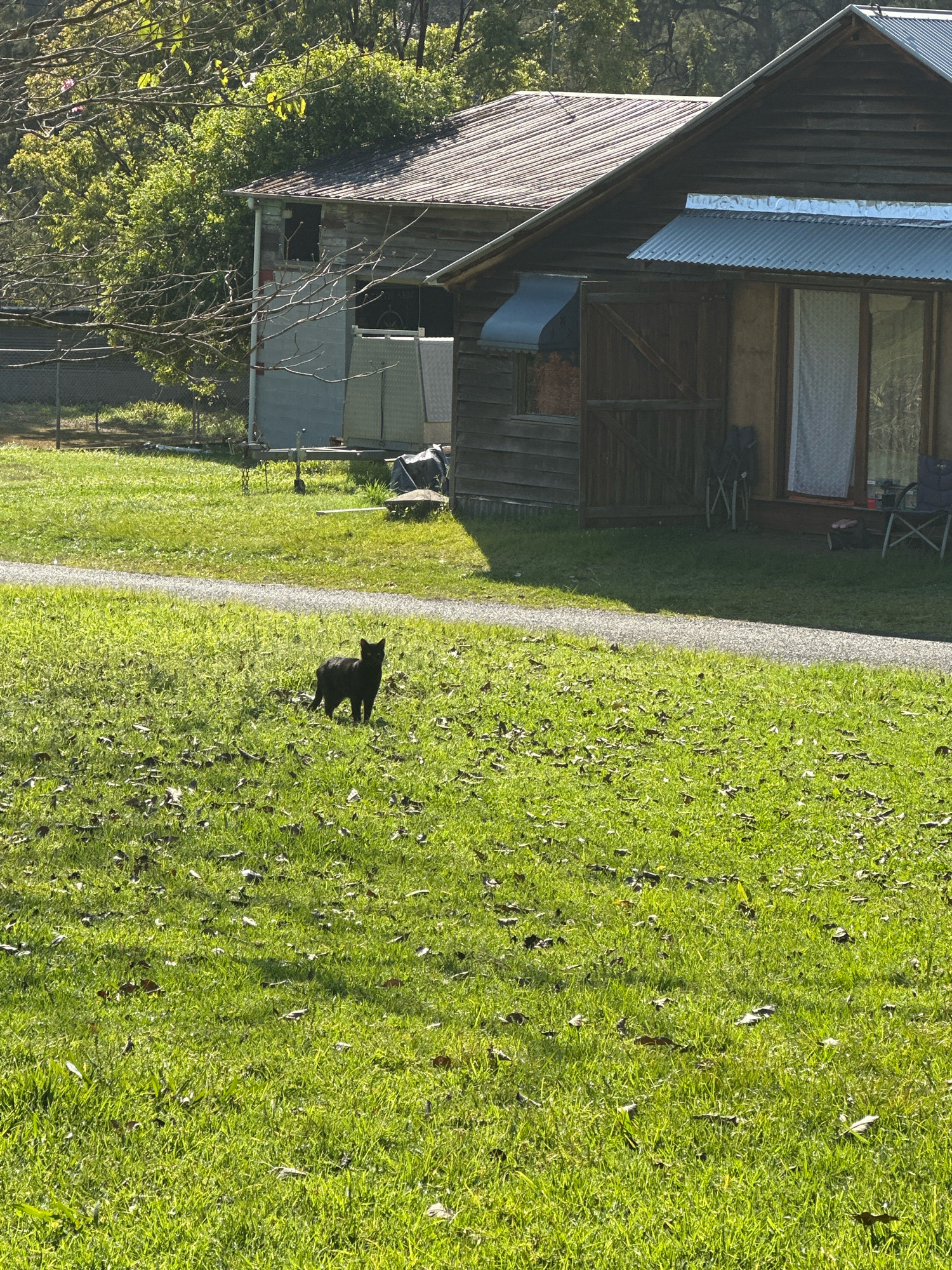 In Thora, Australia, a black cat stands in a grassy yard in front of two wooden buildings. The cat is facing the camera, its ears perked and eyes wide. The buildings are rustic, with wooden siding and corrugated metal roofs. The yard is covered in green grass and scattered fallen leaves. Sunlight filters through the trees, casting shadows on the ground. The scene appears peaceful and rural.