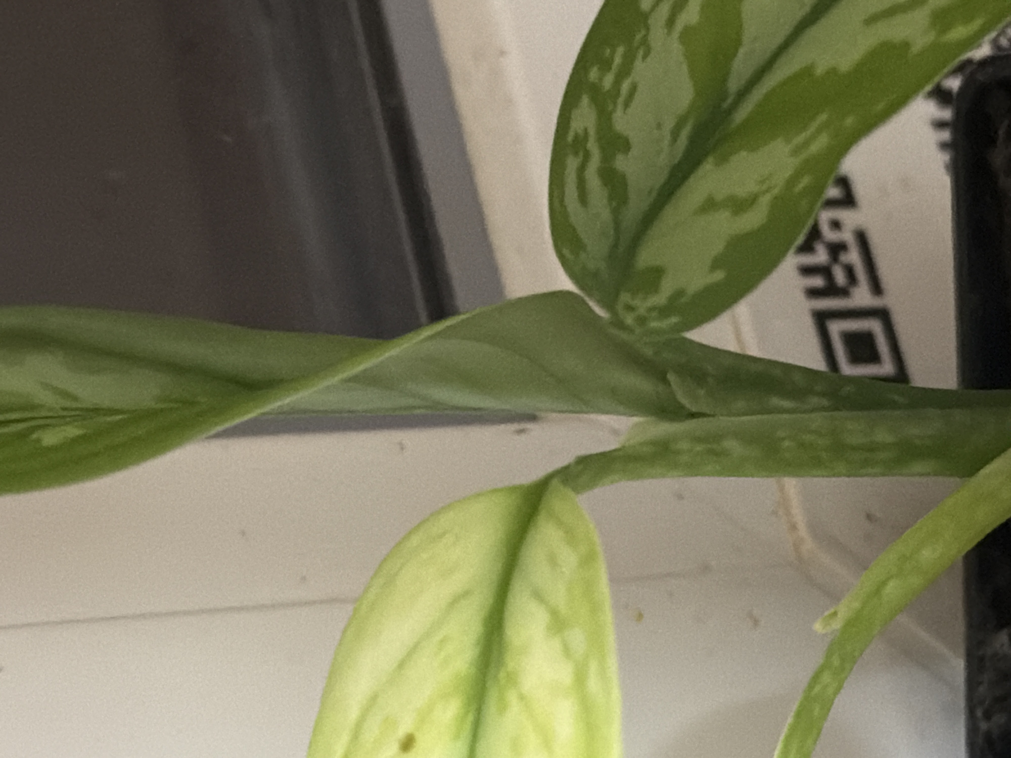 The image shows a close-up of a green plant with patterned leaves. The leaves are elongated and have lighter green splotches. The plant is growing vertically, with a central stem that appears to be twisting. In the background, a white wall is visible, along with a dark surface that could be a window or a piece of furniture. A QR code is visible on the wall behind the plant. The lighting is soft, suggesting an indoor setting. The image does not contain any identifiable landmarks or features that would indicate a specific location in Krasnyi Krym, Russia.