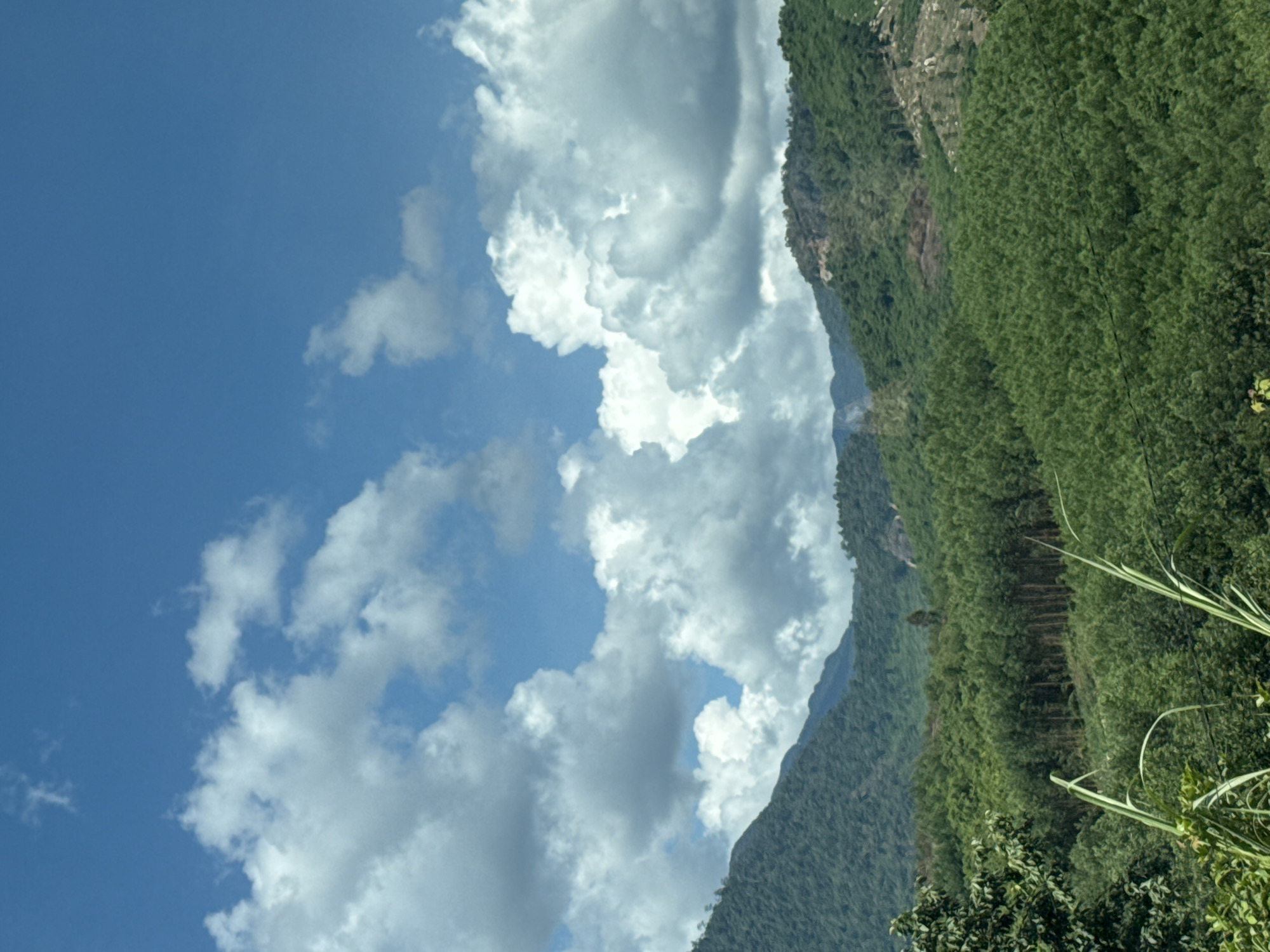 A vertical, eye-level outdoor shot captures a vibrant landscape under a bright blue sky dotted with voluminous white and gray clouds. The scene is dominated by lush, rolling hills covered in dense, dark green foliage, with a line of tall, thin trees forming a distinct vertical pattern on one slope. In the foreground, taller green vegetation and grasses are visible. The background features distant mountains, partially obscured by the clouds and the dense greenery. The image appears to be taken in Nam Khánh Vĩnh, Vietnam, showcasing its natural beauty. There are no people or animals visible in the frame.