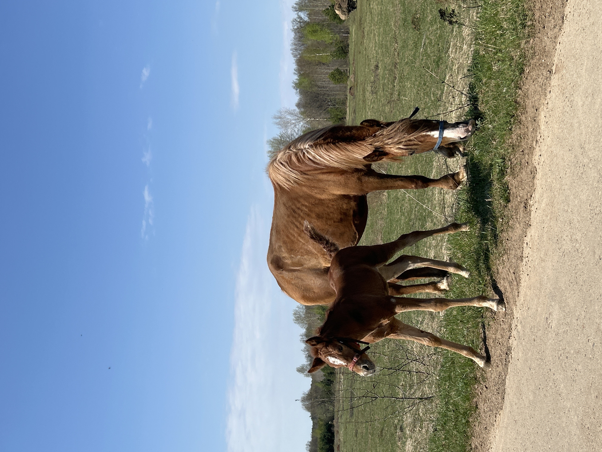 The image shows a light brown mare and a darker brown foal standing in a grassy field next to a dirt path. The mare is wearing a blue halter and is grazing on the grass. The foal is standing close to its mother. The background includes trees and a blue sky with a few clouds. The location is specified as Noviy, Russia.