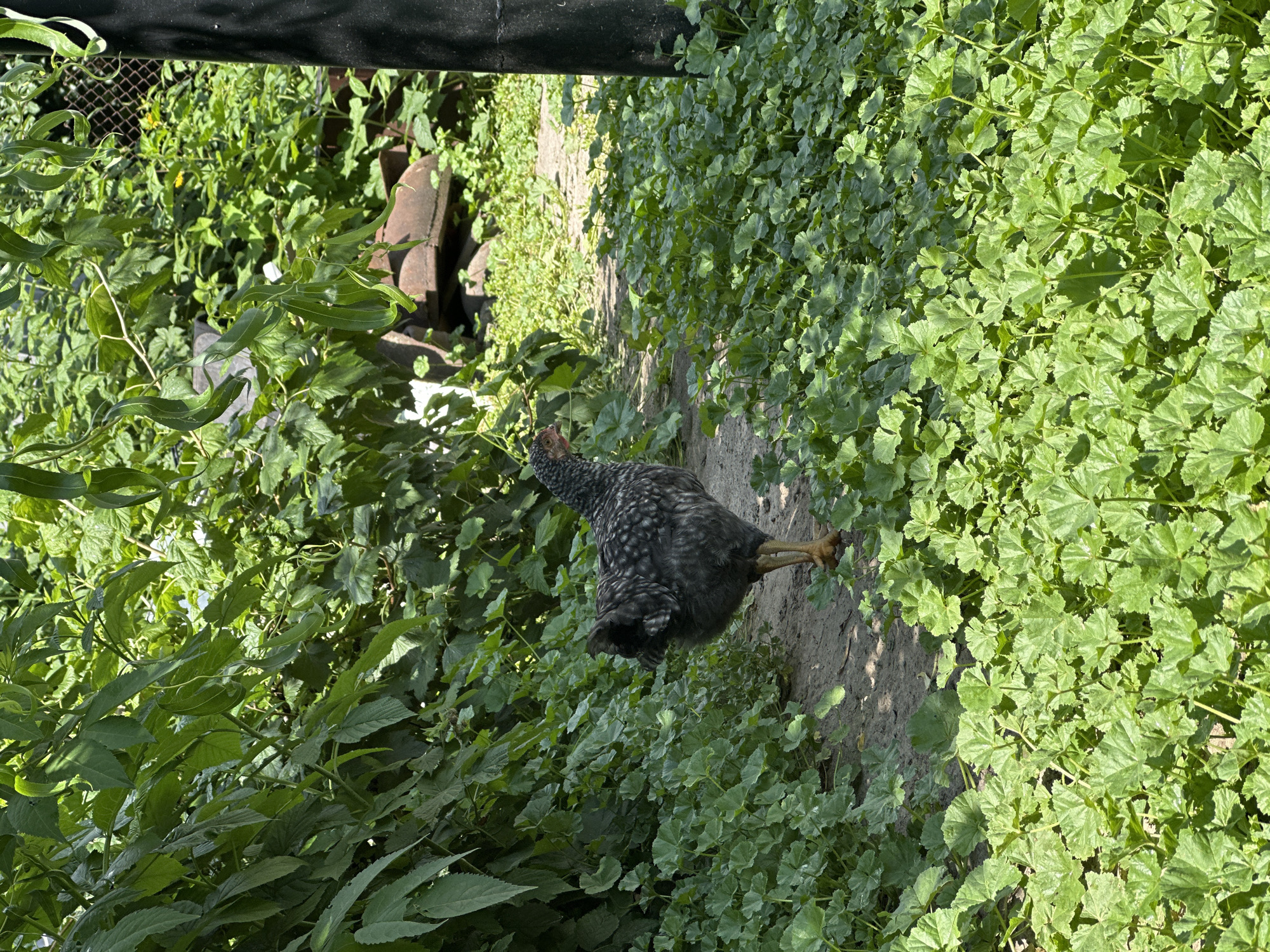 A dappled hen stands on a dirt path surrounded by lush green foliage. The hen is predominantly black and white, with a reddish tinge around its neck and a small comb atop its head. Its legs are yellow, and it appears to be looking towards the left of the frame. The ground is a mix of dirt and small stones. To the right of the hen, a dense carpet of green plants with lobed leaves covers the ground, some of these plants are illuminated by bright sunlight. To the left of the path, taller leafy plants create a dense green backdrop, with some branches and leaves obscuring a section of a dark, horizontal structure at the top of the frame. A wire fence is also partially visible behind the foliage on the left. The sunlight suggests it is daytime.