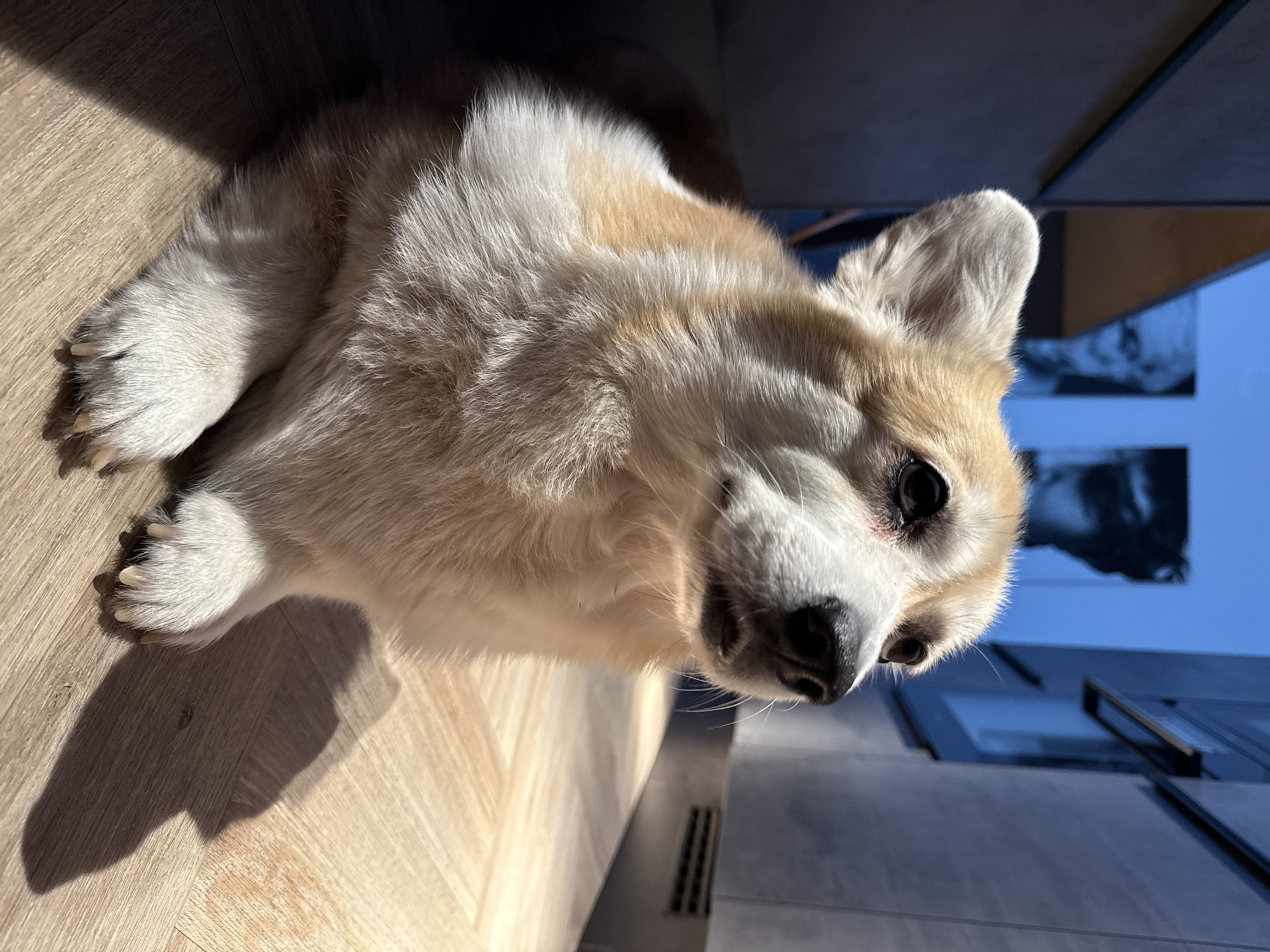 A medium-close up shot depicts a Corgi dog indoors, lying on a light wooden floor. The dog has white and tan fur and is facing toward the camera. The background shows a light-colored wall and a window with a blue sky visible outside. Reflected in the window is a black-and-white image, possibly a photograph or part of a larger installation. A portion of a dark gray structure or cabinet is visible. The photo is taken at a slight angle. Location information is not discernible.