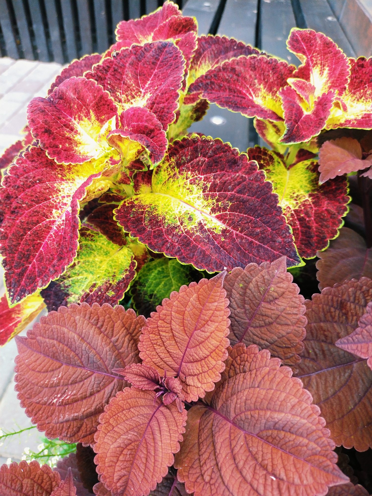This is a close-up, eye-level, vertical, medium shot of several coleus plants. The plants have serrated leaves with a vibrant color palette of deep red, burgundy, yellow, and green. The leaves in the foreground are a reddish-brown with prominent veins. In the background, slightly out of focus, there is a dark gray, striped surface, possibly a fence or wall, and a lighter gray paved area. The lighting is natural, suggesting an outdoor setting. The image appears to be taken in Horishni Plavni, Ukraine.