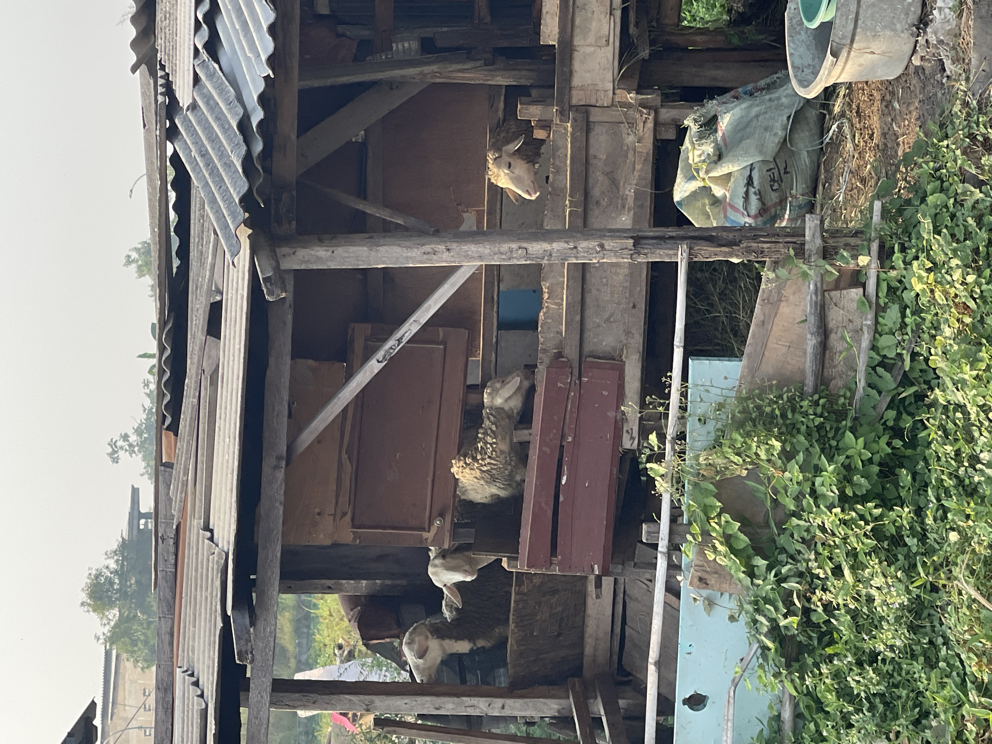 The image depicts a rustic wooden structure, likely a shelter for animals, with a corrugated tin roof in the city of Sugih Waras, Indonesia. Several sheep are visible inside the enclosure. One sheep is standing on the left, facing left, with its head turned towards the viewer. Another sheep is positioned behind it, also facing left. In the center, a sheep is seen from the side, looking to the right. Further to the right, another sheep is visible from the side, looking to the left. The shelter is constructed from rough-hewn wood and appears to be somewhat dilapidated. In the foreground, lush green vegetation covers the ground, and a large, weathered sack and a plastic tub are situated near the shelter. The background shows more vegetation and structures, suggesting a rural or semi-rural setting within the city.