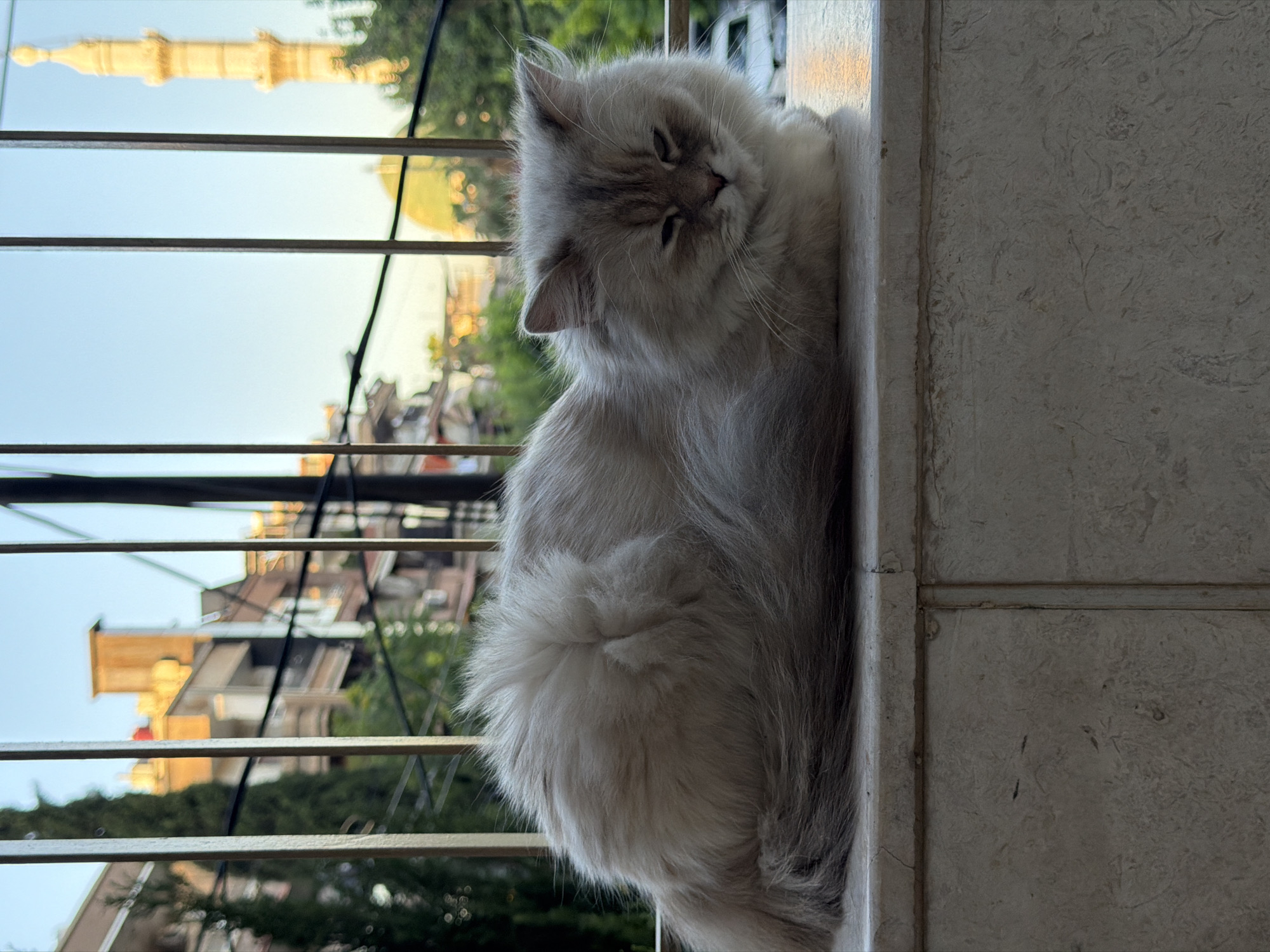 A fluffy, light-colored cat with gray markings is curled up on a stone ledge, facing towards the right of the frame. The cat's eyes are partially closed, and its fur is long and appears soft. Behind the cat, a metal railing with vertical bars is visible, partially obscuring the background. Through the railing, buildings with balconies and trees can be seen, suggesting an urban setting. In the far background, a minaret of a mosque is prominent, its golden dome also visible. The sky is clear and light blue. The image is taken from a medium close-up perspective, focusing on the cat and its immediate surroundings. The lighting suggests it is daytime, possibly late afternoon, with a warm glow on the buildings and the cat's fur. The context provided by the background elements, specifically the architecture and the minaret, indicates the location is likely in the Old City of Damascus, Syria, specifically within the Sarouja Municipality, known for its traditional architecture and historic buildings.