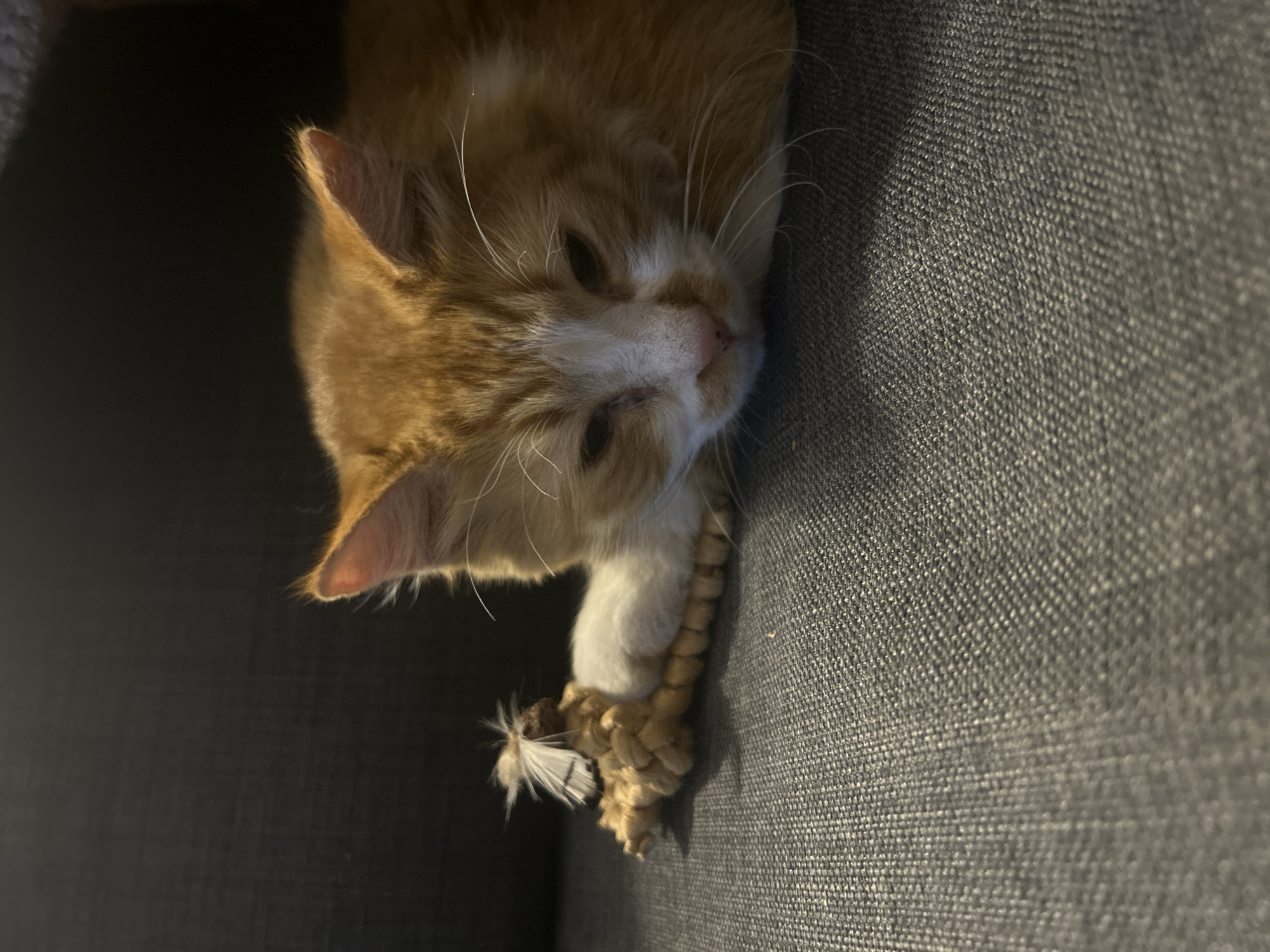 An orange and white tabby cat is depicted resting on a dark gray, textured fabric surface, likely a sofa or chair. The cat is lying on its side, with its head turned to the right (as viewed in the image's orientation), appearing calm and sleepy with its eyes partially open. Its front paws are gently clutching a light brown, braided rope toy adorned with a white, feathery detail at one end.
The lighting suggests an indoor setting, possibly dim, with a subtle highlight on the cat's fur and the tip of its ear, indicating a light source from the left. The background behind the cat's head is a dark, almost black, shadowed area. The textured fabric of the furniture is clearly visible, providing a soft contrast to the cat's fur. The scene conveys a moment of peaceful relaxation for the cat, possibly after play or simply enjoying a quiet rest with its toy. There is no visible text in the image.
