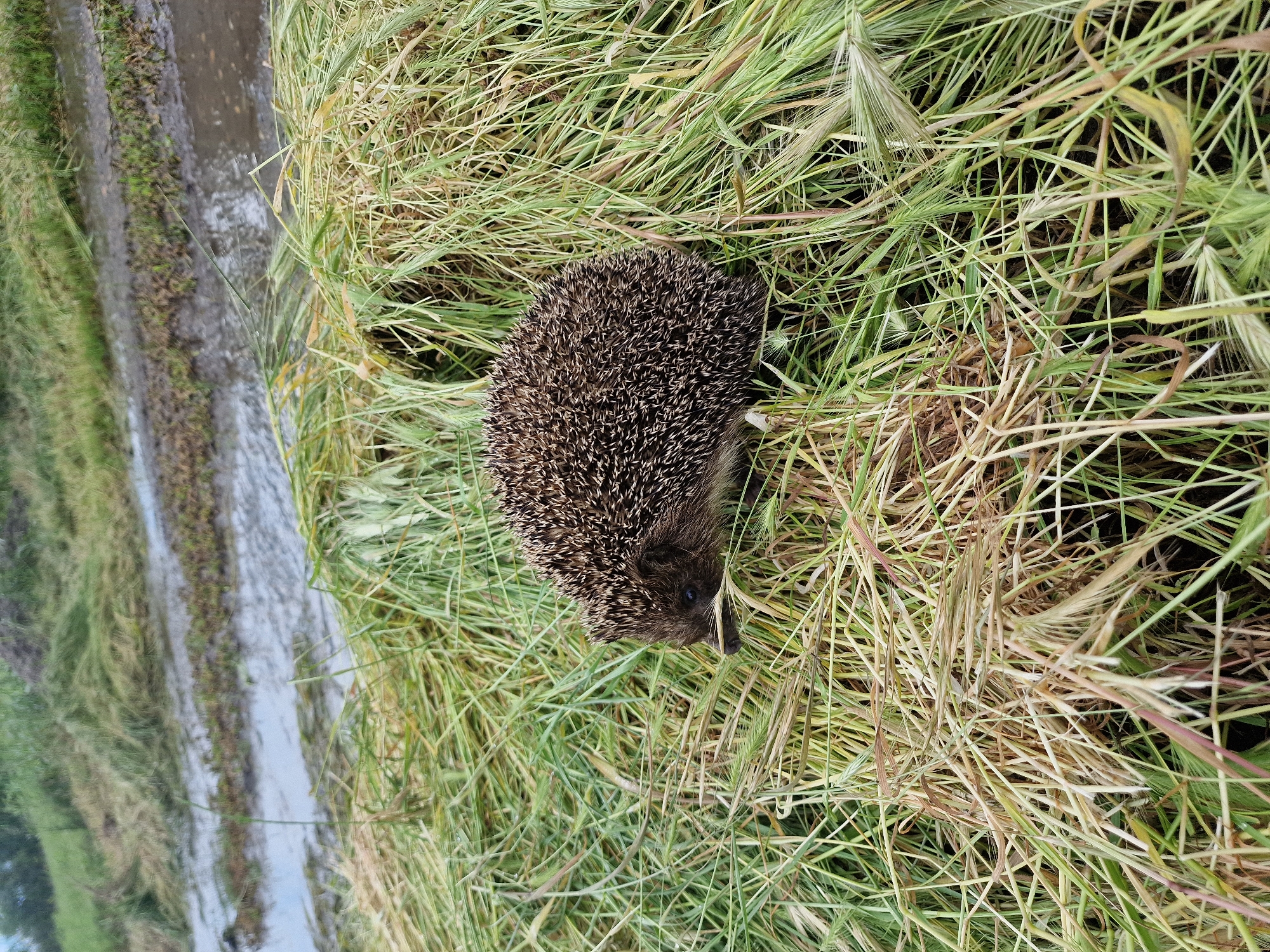 A hedgehog is nestled in tall grass near a body of water. The grass is mostly green with some strands turning brown. The hedgehog is dark brown with many spines covering its body. The location is Kursavka, Russia.