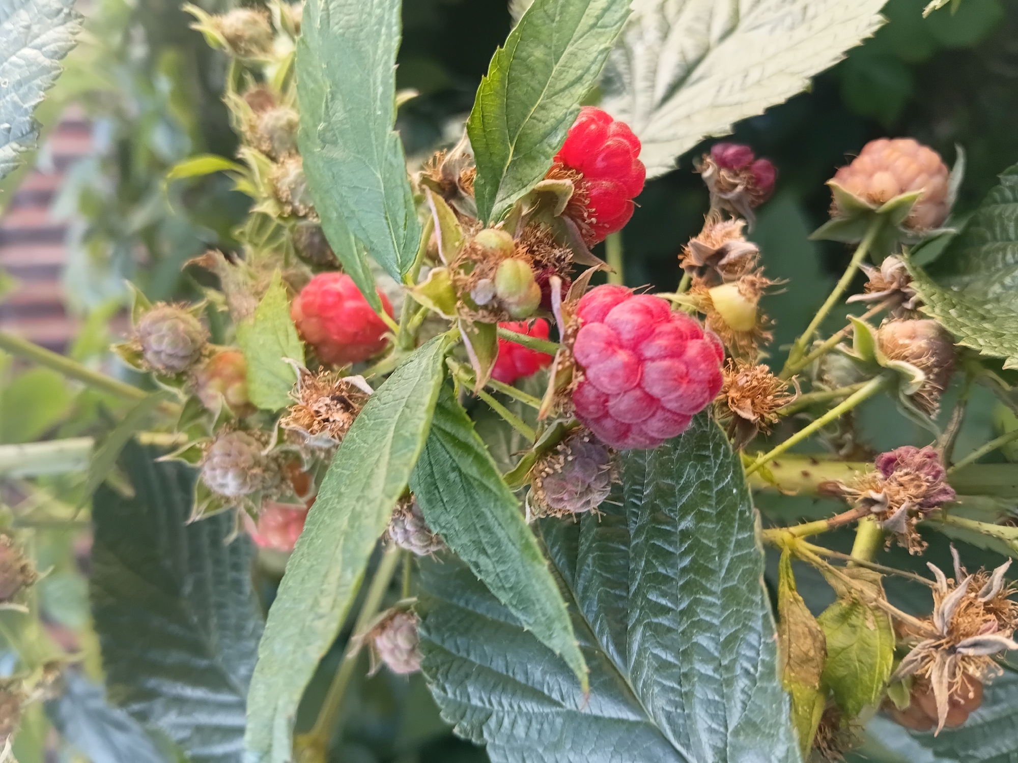 A close-up, eye-level, vertical shot captures a raspberry bush laden with ripe and unripe berries. The foreground is dominated by a cluster of bright red, fully ripe raspberries, some still attached to their stems and calyxes, while others appear slightly dried. Several unripe, greenish-pink berries are also visible, interspersed with dry, brown calyxes and sepals from past fruits. The leaves of the bush are large, serrated, and a deep green, with visible veins. In the background, the image is softly blurred, showing more greenery and a hint of a wooden fence, suggesting an outdoor environment, possibly a garden in the city of Esik, Kazakhstan. The lighting appears natural, with sunlight highlighting the textures of the berries and leaves. There are no people or animals present in the frame.