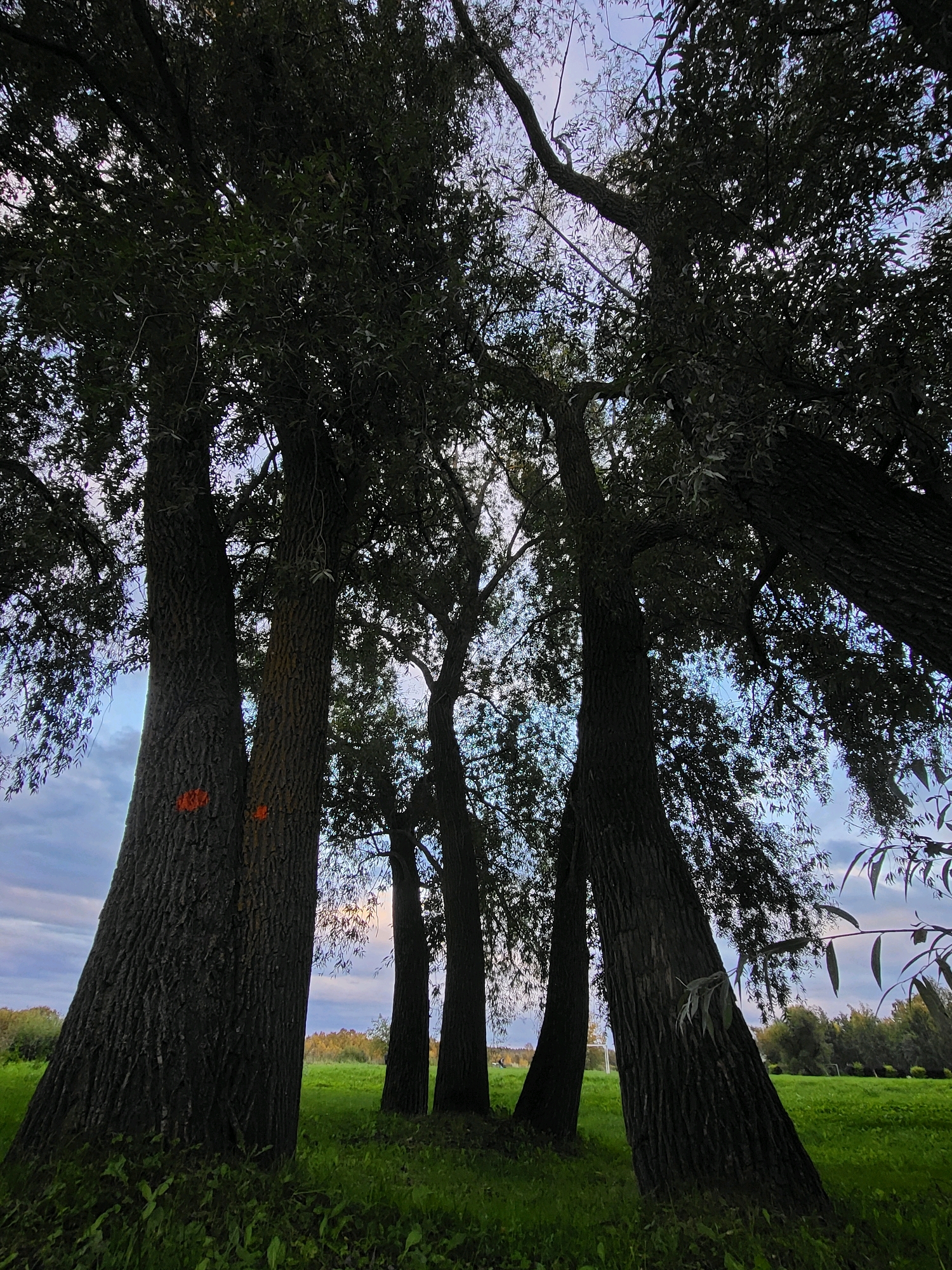 The image shows a group of tall trees with dark bark and dense foliage, silhouetted against a cloudy sky. The trees are arranged in a cluster, with some leaning at angles. Two of the trees in the foreground have bright orange markings on their trunks. The ground beneath the trees is covered in green grass, and a field with trees in the distance is visible. The scene appears to be a natural setting within the city of Kalnciems, Latvia.