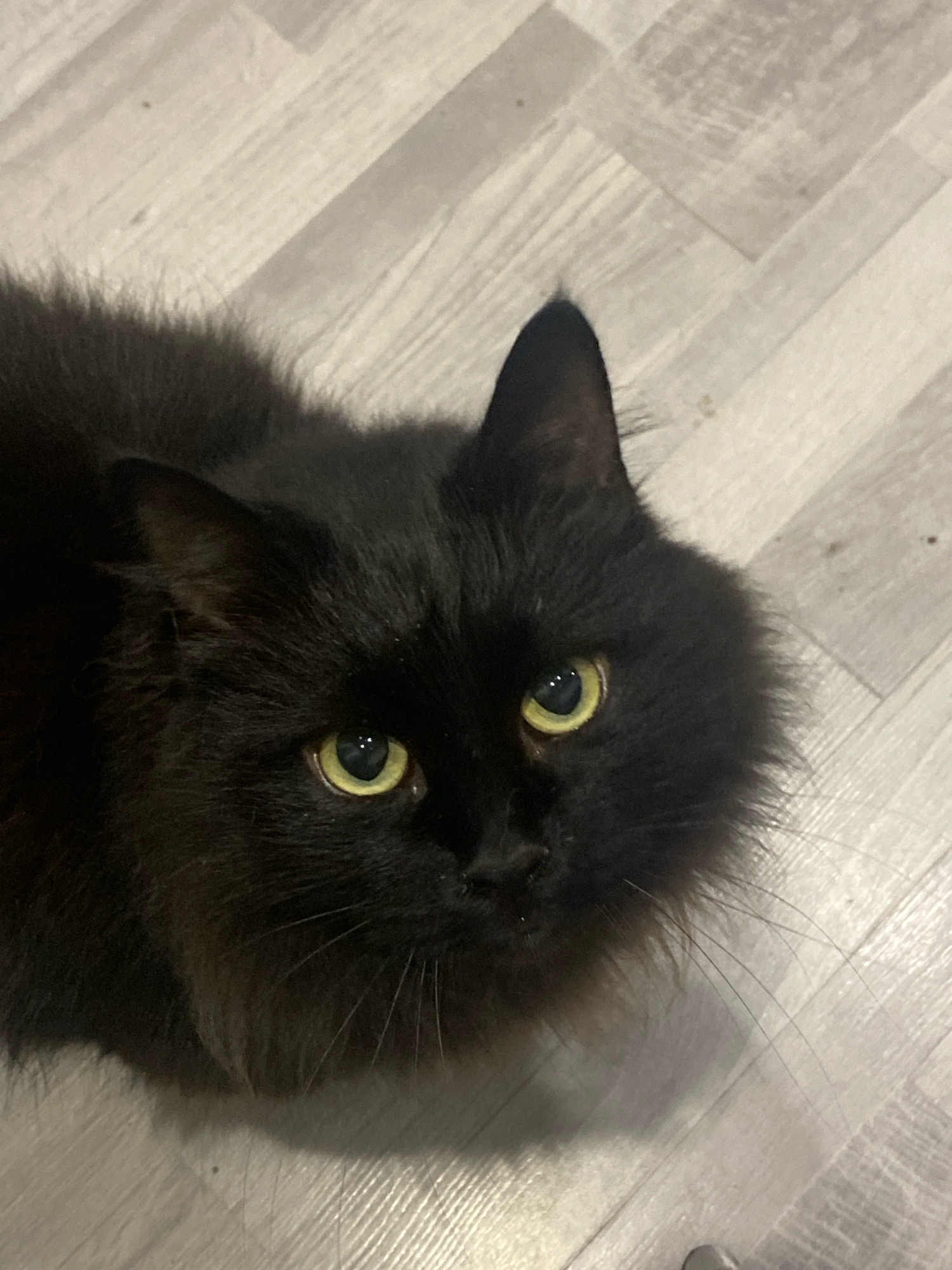 A black cat with yellow eyes is lying on a light-colored floor. The cat is looking directly at the camera. The floor has a wood-like pattern. There are no people or other animals in the image. The lighting is dim, casting shadows on the floor. The image appears to be taken indoors, possibly in a residential setting. The location is Machulishchy, Belarus.