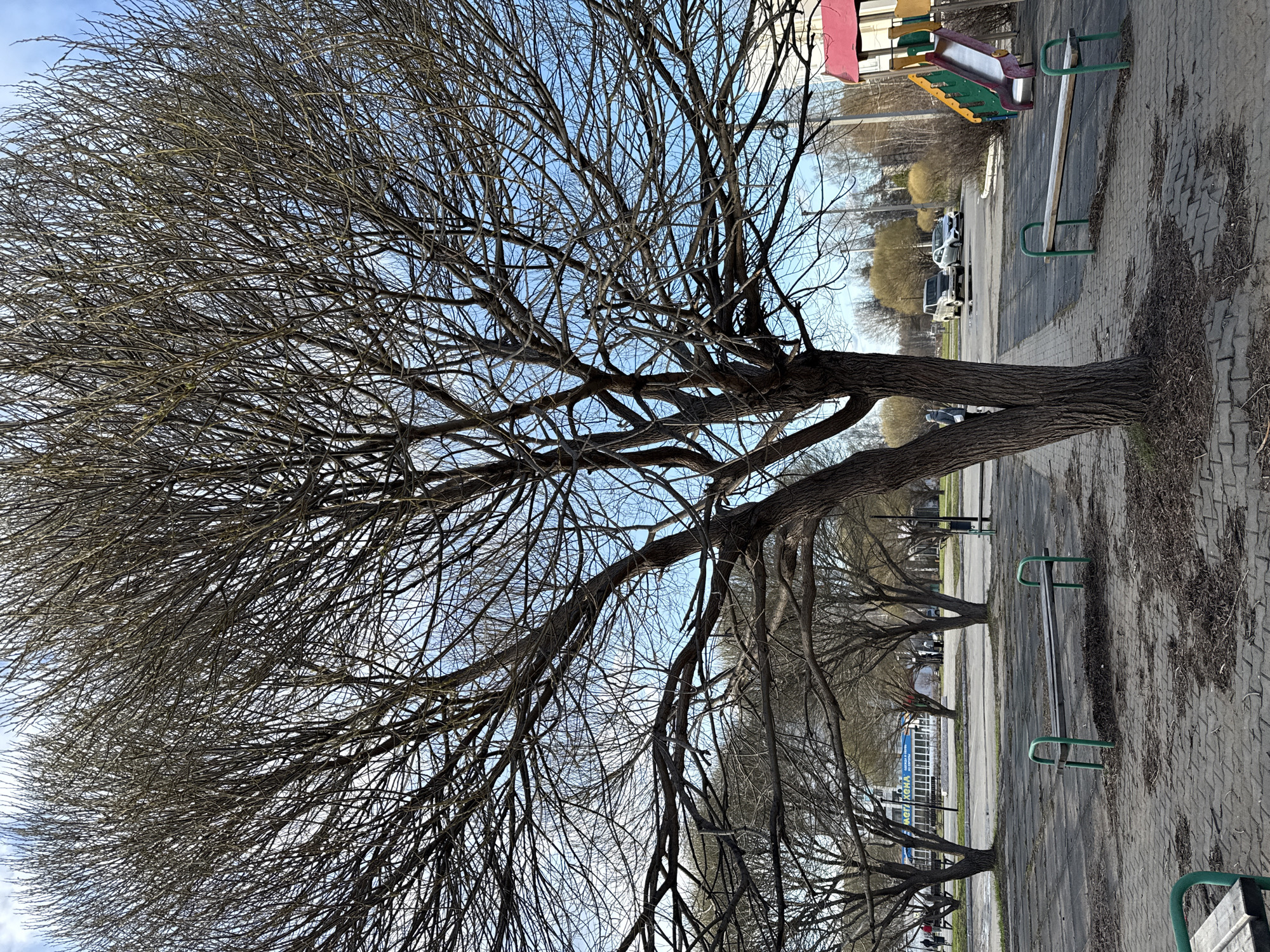 The image shows a line of bare trees along a paved walkway. A playground with a see-saw is visible behind the trees. Several vehicles are parked in the background. The sky is blue.