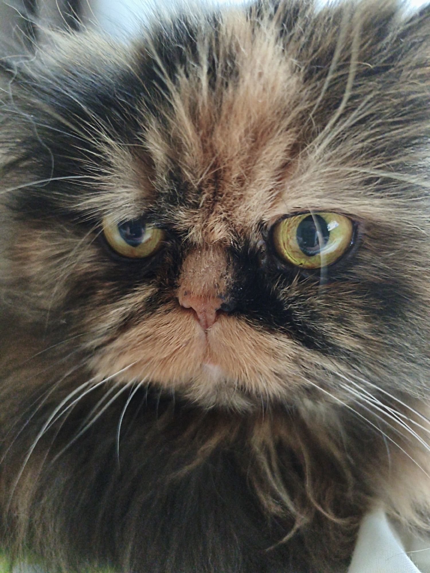 A close-up, head-on shot features the face of a fluffy Persian cat. The cat's fur is a mix of dark brown, black, and lighter brown or tan colors, creating a marbled effect. Its eyes are large and round, with a bright yellow-green iris and a dark pupil. The cat's nose is a prominent pinkish-brown, and it has long, white whiskers fanned out on either side of its snout. The background is out of focus and appears to be a light, neutral color, possibly a wall or fabric. The cat's expression is somewhat weary or unimpressed. No specific city or location information is available for this image.