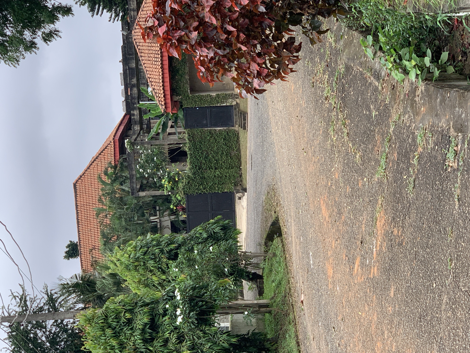 The image depicts a paved driveway leading towards a property in Iju, Nigeria. The driveway is uneven and appears to be made of asphalt, with patches of dirt and reddish-brown staining. On the left side of the driveway, there are several trees and shrubs, some with small white flowers. A concrete drainage channel runs along the edge of the driveway.
In the background, the property features a large building with a red tile roof. A section of the building appears to be under construction or renovation, with exposed concrete beams and pillars. A tall, dense green hedge borders a significant portion of the property, with a black metal gate visible within it. To the right of the gate, another section of the building with a red tile roof is visible, partially obscured by a bush with vibrant red leaves. The sky is overcast, suggesting a cloudy day. There are no people visible in the image.