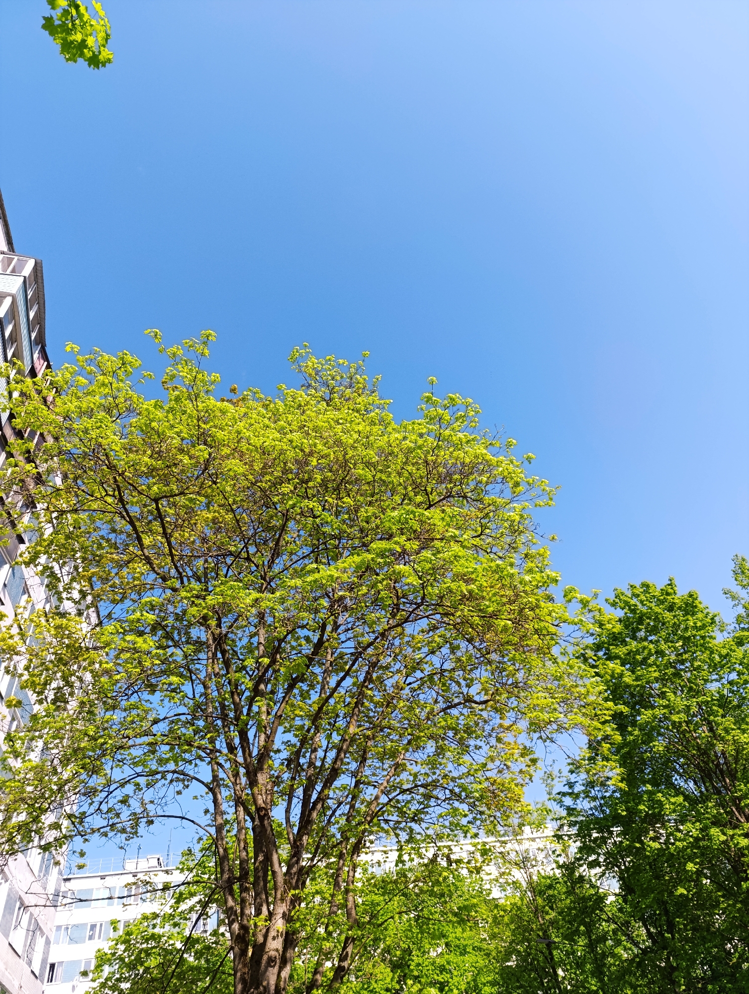 A low-angle shot reveals a clear blue sky over an urban environment. Predominantly featured are the green canopies of several trees in varying shades, filling much of the frame. To the left, the edge of a multi-story building with a white facade and orderly windows is visible. Other structures can be seen partially obscured by the trees in the lower part of the image.