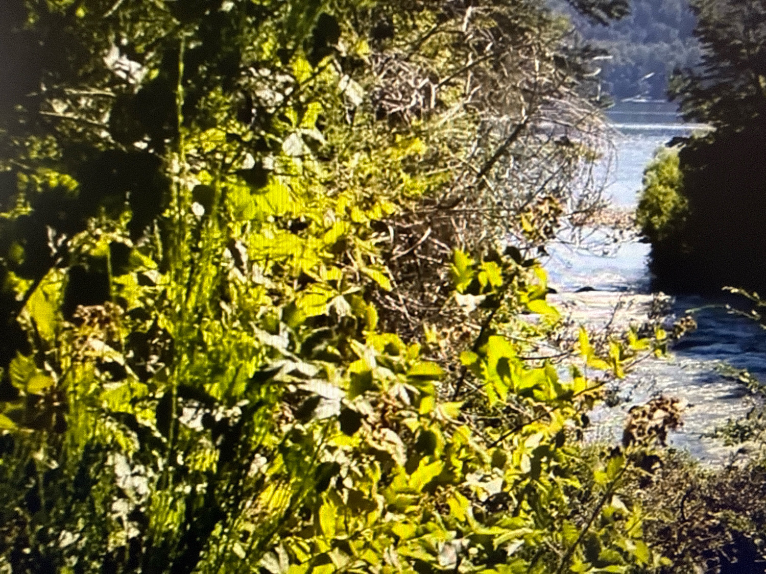 The image is a close-up view of lush green foliage in the foreground, with a body of water and trees in the background. The foliage is dense and appears to be a mix of leaves and thin stems, with some areas bathed in bright sunlight, creating a vibrant green hue. Beyond the vegetation, a river or lake is visible, its surface reflecting the light. On the far bank of the water, dark green trees create a natural boundary, and in the distance, a hazy landscape with more trees can be seen. The overall impression is one of a natural, serene environment, likely a park or a riverside area. There are no people or man-made structures immediately apparent in this view. The image does not contain any information that would place it specifically in Netanya, Israel.