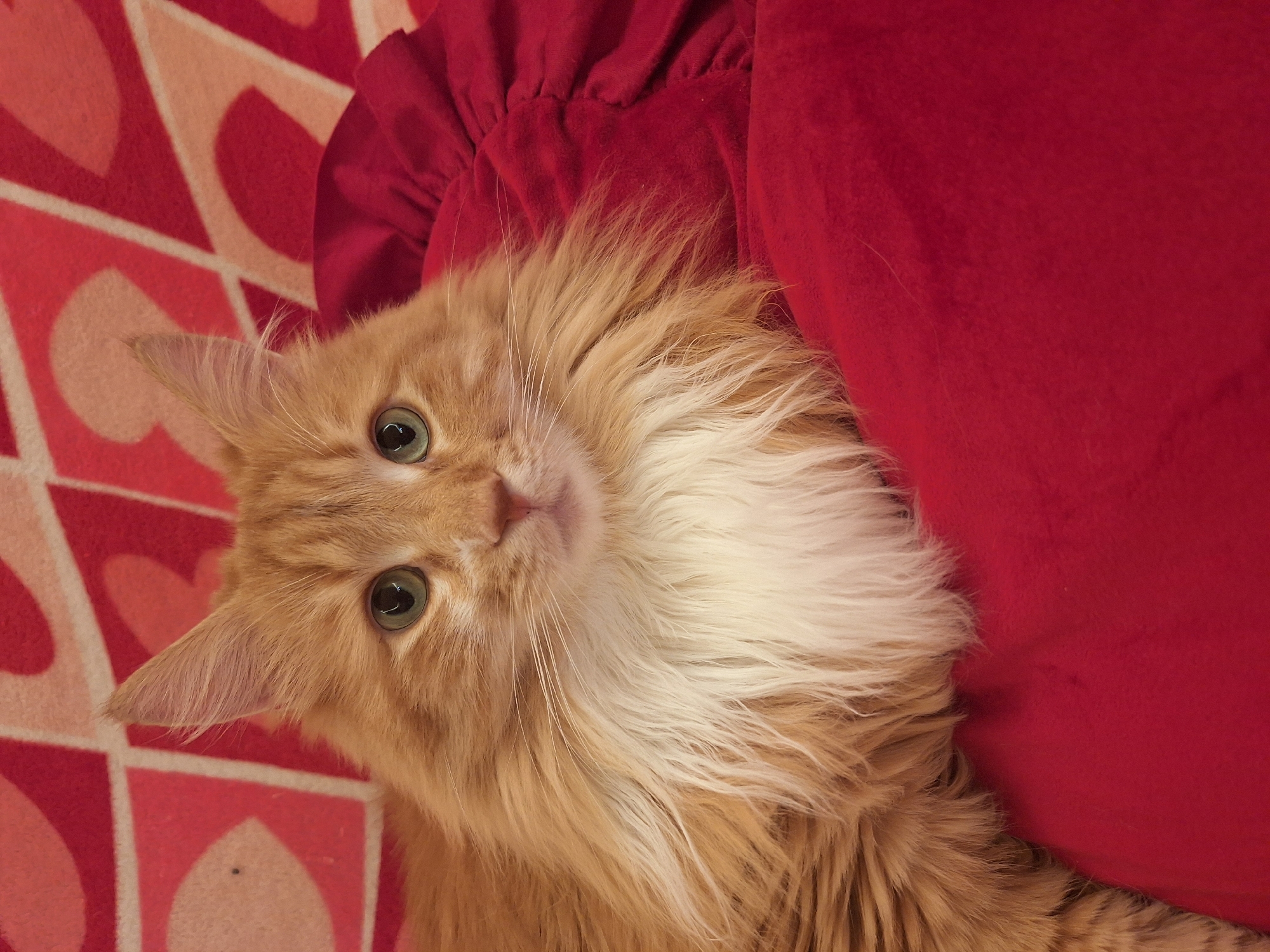 A ginger and white long-haired cat lies on a red-and-pink patterned surface, with its head angled towards the viewer. It is nestled against a red fabric or pillow with gathered detailing. The cat has green eyes and prominent whiskers. The photo's location in Varna, Bulgaria, cannot be determined.