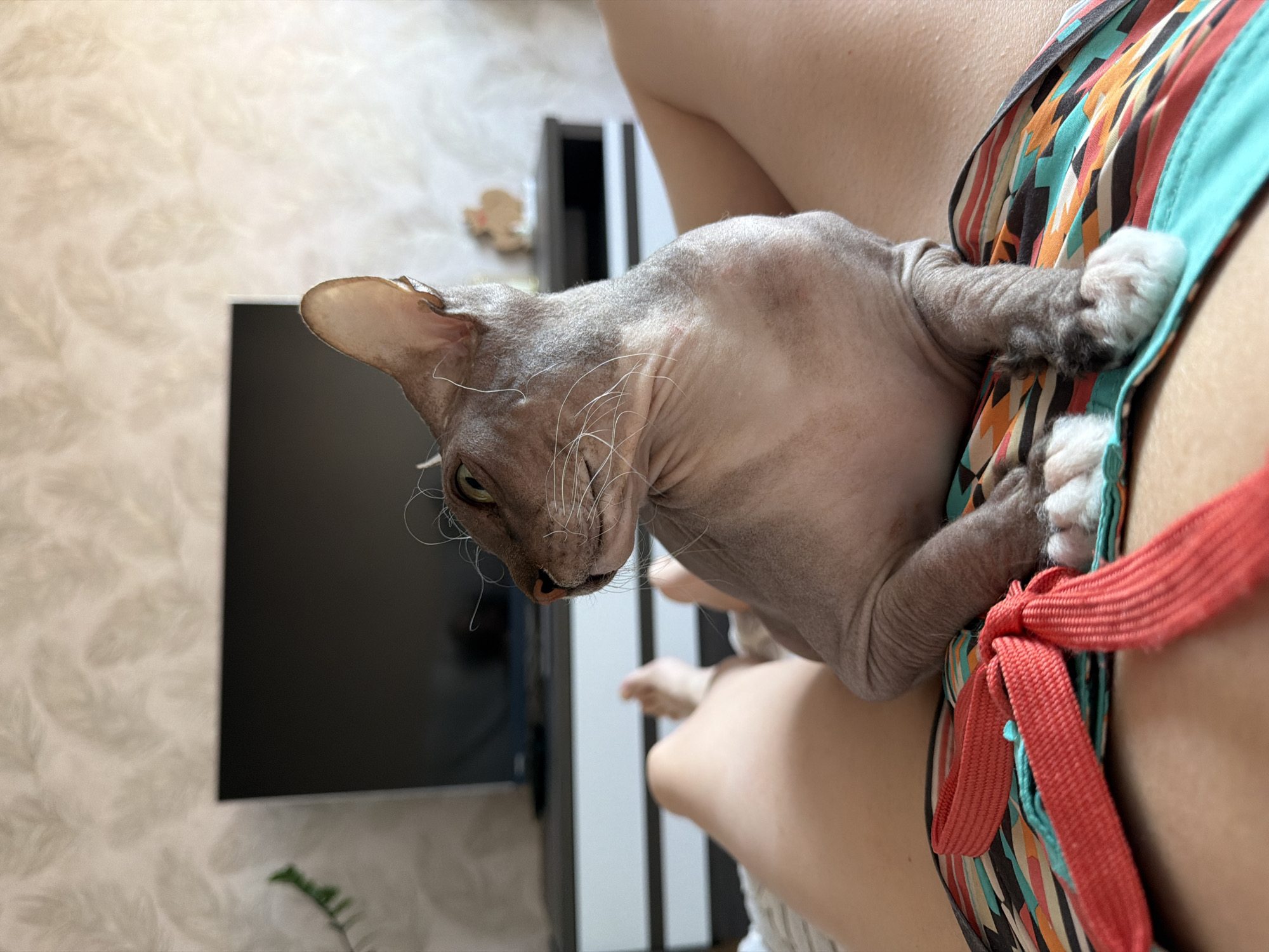 A hairless cat is sitting on a person's lap, which is covered by patterned fabric. The cat is looking to the left, with its head turned. In the background, a television is visible on a dark furniture unit against a textured wall. The scene appears to be indoors, likely in a residential setting.