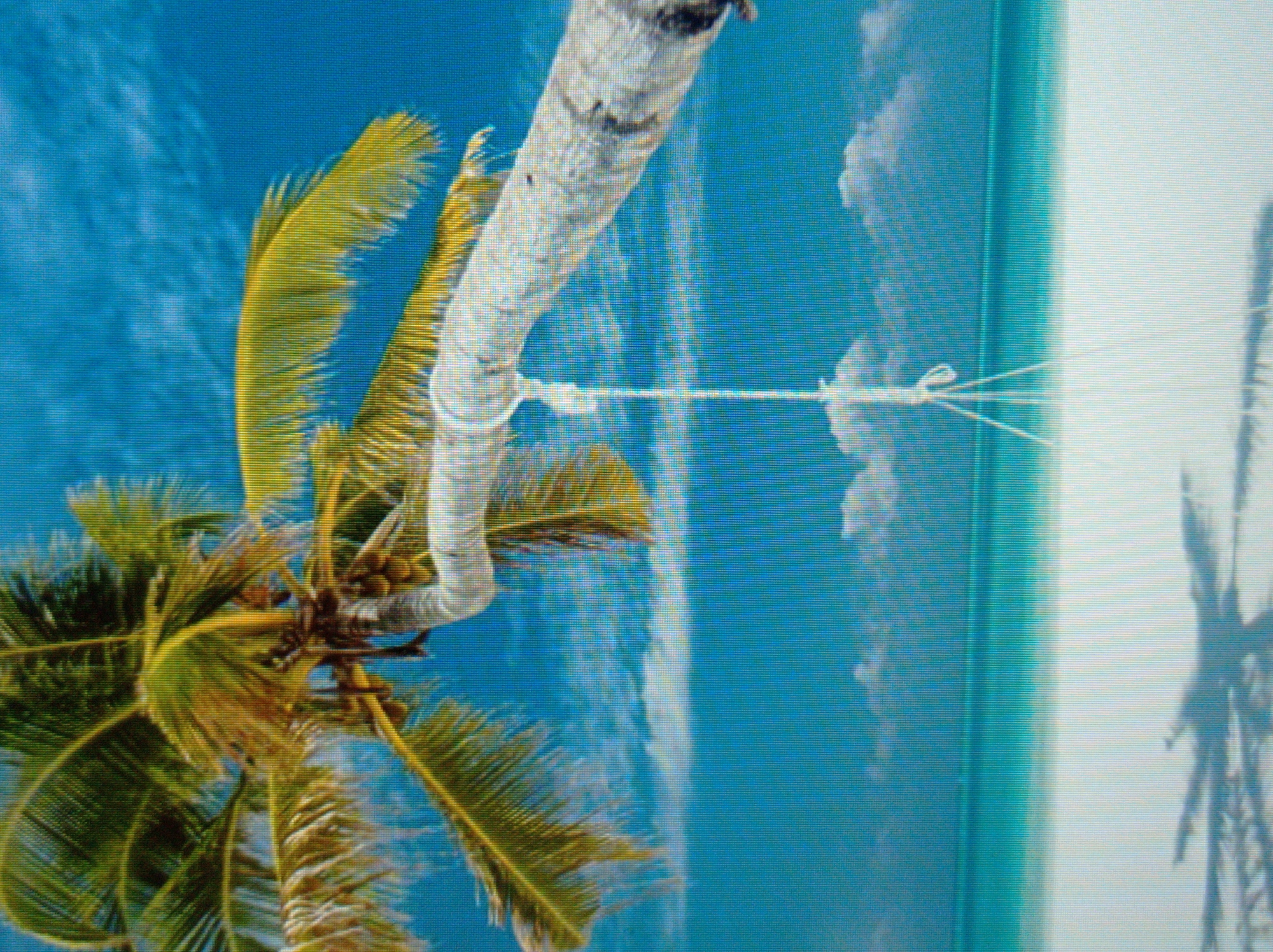 The image depicts a tropical beach scene with a palm tree, rope swing, white sand, and turquoise water under a bright blue sky with scattered clouds. The palm tree is large and has green fronds. A thick rope is tied to a branch of the palm tree and hangs down, forming a swing. The beach is pristine and white, and the water is clear and blue. The sky is a vibrant blue with fluffy white clouds. There is no indication of the city of Mukachevo, Ukraine, in this image.