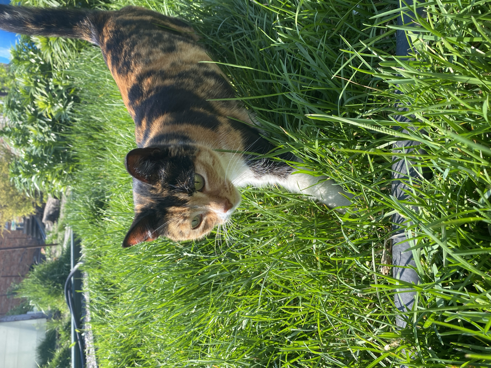 A calico cat lies in green grass. A black hose runs through the grass. In the background, trees and a structure are visible. The location is not Oblivskaya, Russia, as the image does not contain location data.