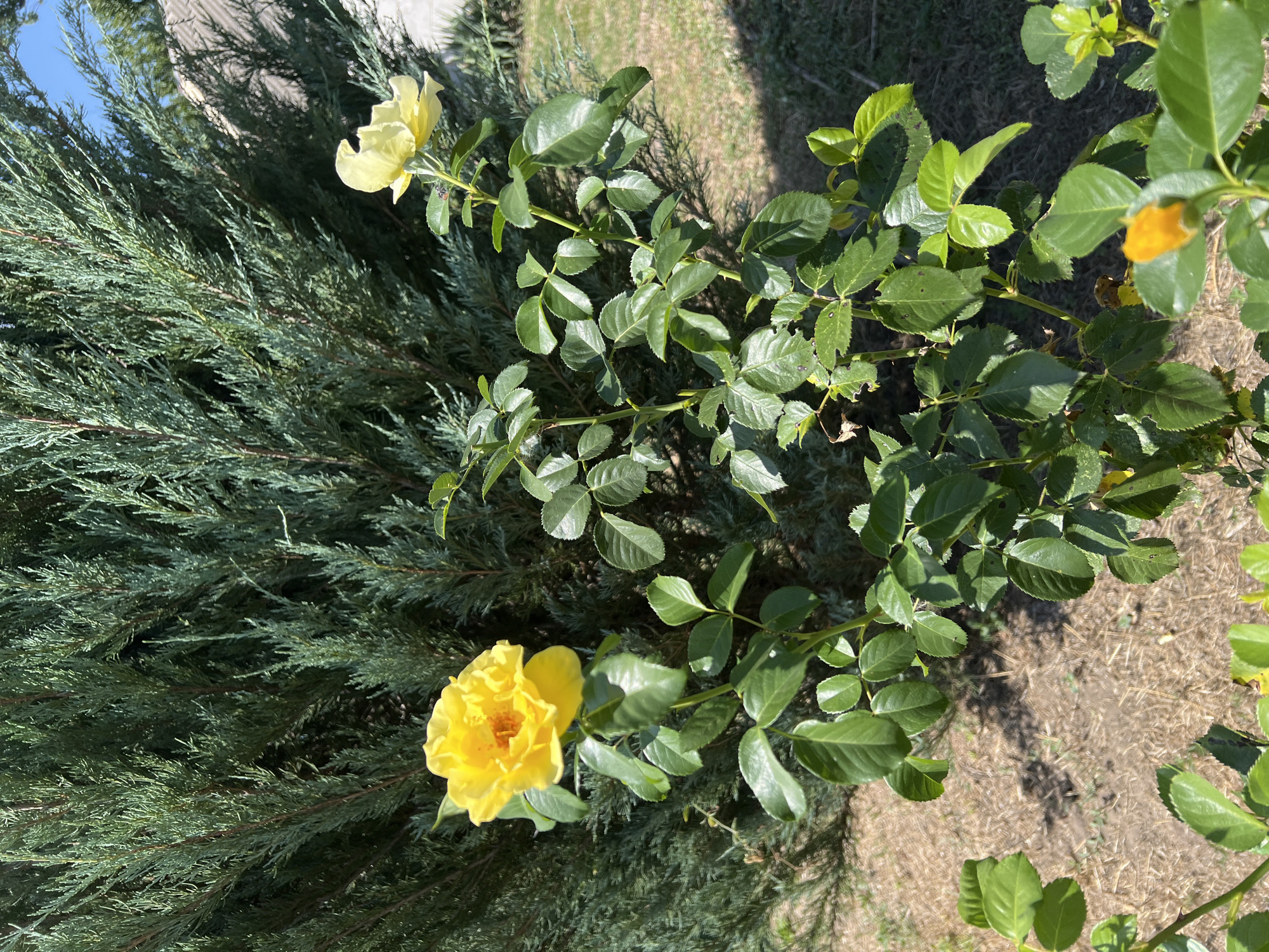 This is a medium shot, outdoor, eye-level, daylight photograph of yellow roses in front of a conifer hedge. The rose on the left is in full bloom with a deep yellow color and many layers of petals. The rose on the right is smaller, lighter yellow, and has fewer petals. Both roses have green stems with leaves. The conifer hedge behind the roses is dense and dark green, with some lighter green foliage visible. The ground is covered in dry grass and mulch. There is a shadow cast from the hedge onto the ground. The sky is blue with some white clouds. The location is unknown.