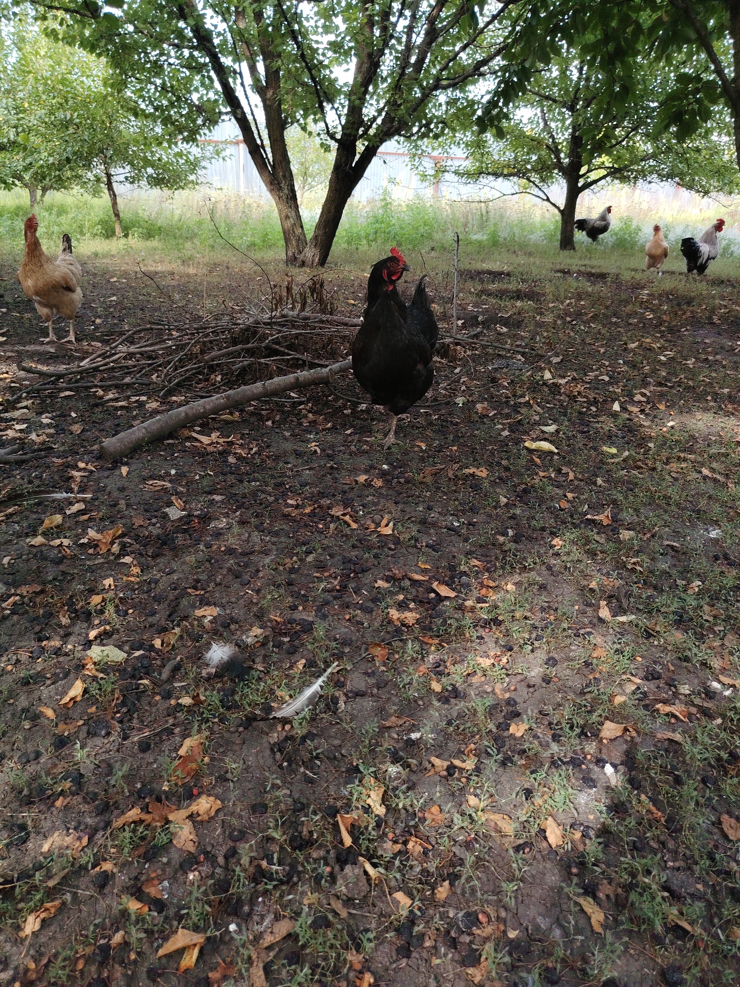 In the city of Volokonovka, Russia, an outdoor scene unfolds beneath the dappled shade of trees. A black rooster stands prominently in the foreground, its feathers dark and glossy. To its left, a lighter-colored hen, predominantly brown and white, is visible, facing away from the rooster. Further into the background, a cluster of other chickens can be seen, including a light brown hen and a black and white speckled rooster. They are scattered across a grassy area littered with fallen leaves and twigs. The ground is a mix of soil and organic debris, with a few scattered feathers suggesting recent activity. The background reveals a hint of a building, possibly a shed or barn, with a corrugated metal roof, and a fence line further in the distance. The overall impression is of a rural backyard or farmyard setting.