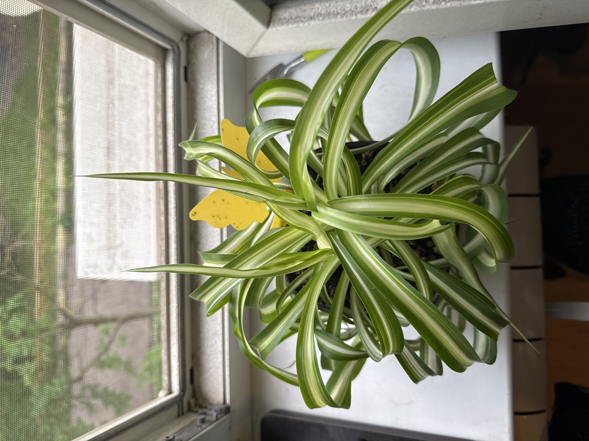 A spider plant with variegated green and white leaves is situated in a black pot on a white windowsill. The plant is positioned in front of an open window with a screen, through which a blurred view of greenery and pavement is visible. A yellow butterfly-shaped plant marker is inserted into the soil. The overall scene is indoors, with the window providing natural light.