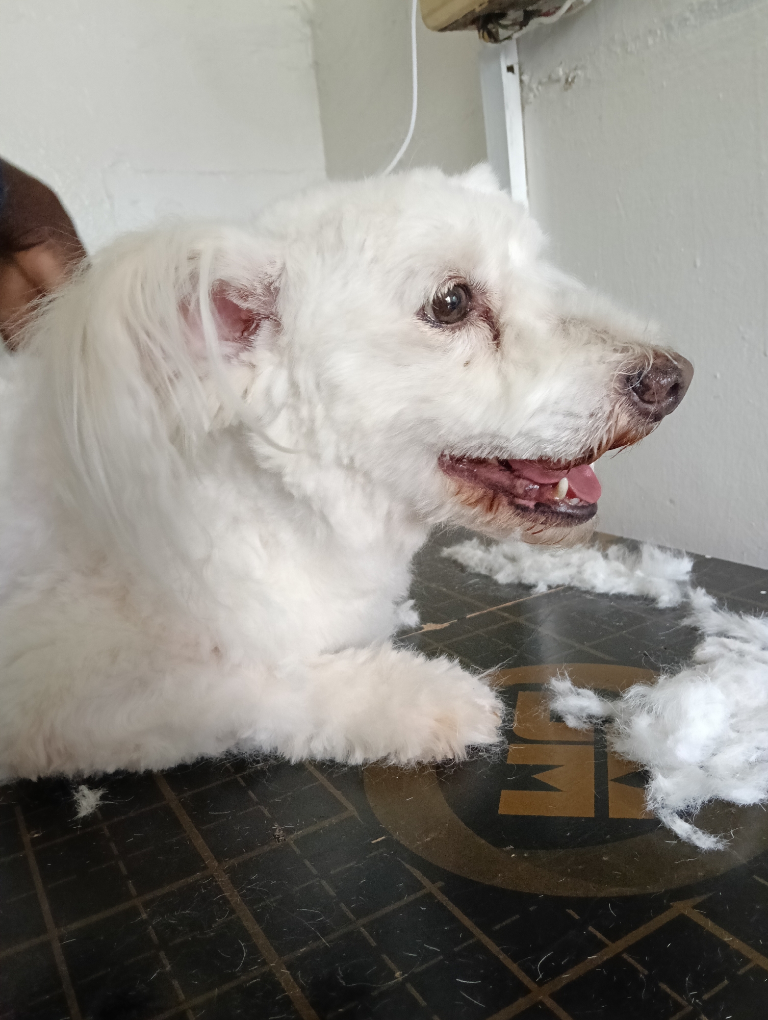 A small, white dog is lying on a dark surface covered in clumps of its own fur. The dog's mouth is slightly open, revealing its tongue and teeth. A person's arm is partially visible on the left side of the frame. The setting appears to be indoors, with a white wall in the background. The surface the dog is on has gold-colored markings or letters. There is no information available to confirm the location is Nairobi, Kenya.