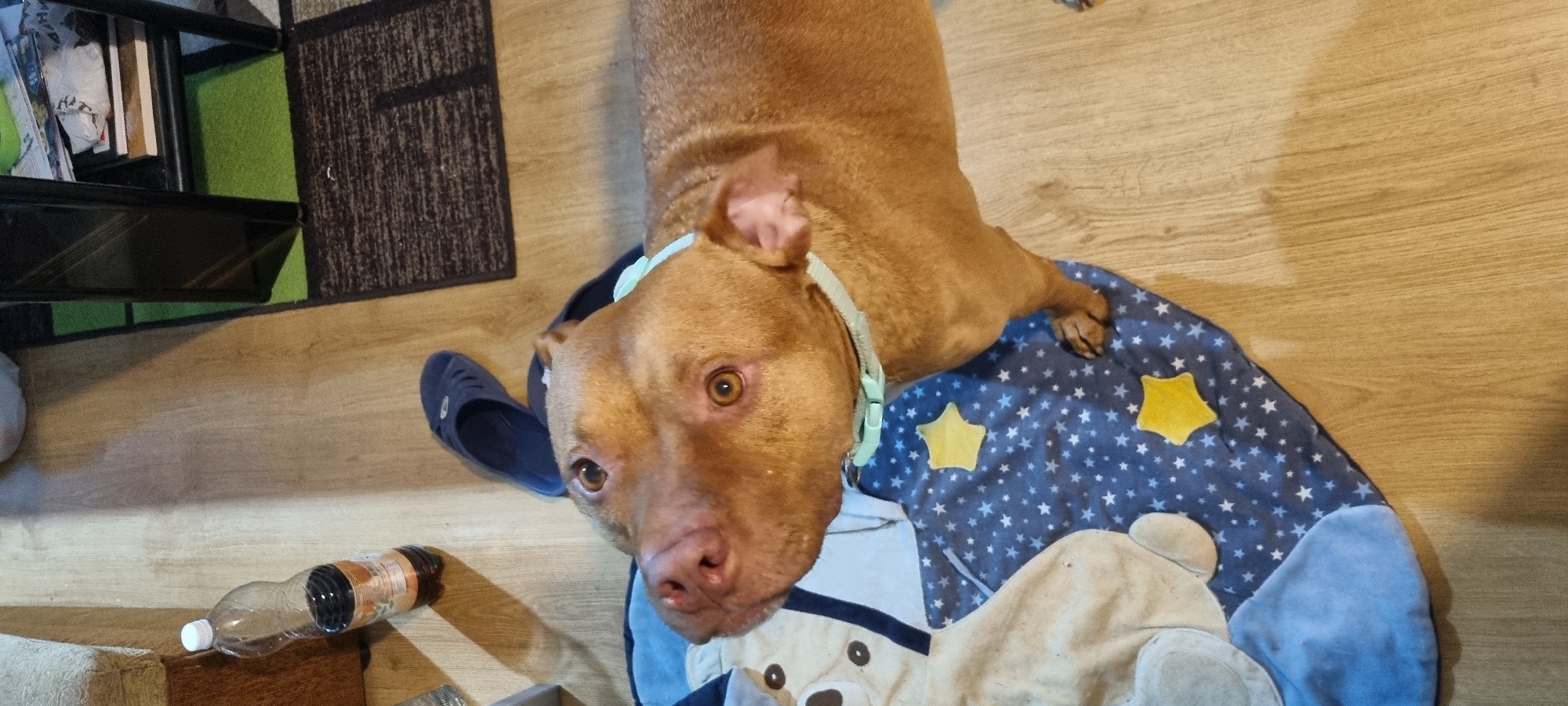 A light brown dog, possibly a Pit Bull or similar breed, lies on a blue mat adorned with white stars and yellow star appliques, looking directly at the camera with warm brown eyes. The dog wears a light blue collar. Part of a cream-colored soft toy or bedding with what appears to be a teddy bear face design is visible beneath the dog's chest on the mat.
The scene takes place indoors, likely a home in Sofia, Bulgaria. The dog is positioned on a light wooden floor. To the dog's left, a dark blue shoe or slipper is visible. Further to the bottom left, a partially crushed, clear plastic bottle containing a dark liquid and bearing an orange-brown label lies on the floor.
In the background, a corner of the room is visible. A dark, textured rug and a bright green mat cover parts of the wooden floor. A black, open-shelf unit stands in the top left, holding various items such as books and papers. The lighting suggests an indoor setting with no strong natural light cues. The dog appears calm and curious. No legible text is visible on any objects.