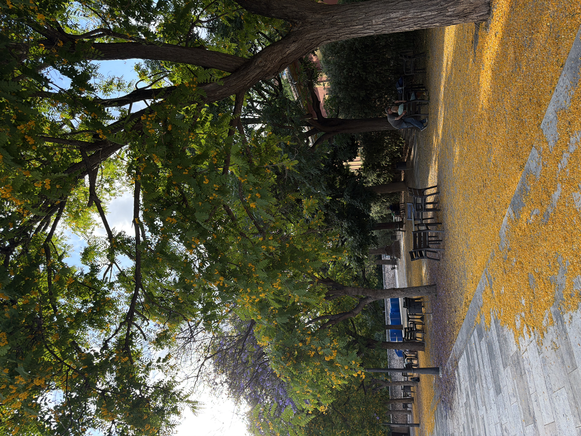 The image depicts an outdoor seating area covered in a carpet of fallen yellow flowers, suggesting springtime. Large trees with green leaves and yellow blossoms are prominent, with some purple blossoms visible on trees further in the background. Paved walkways with grey and white geometric patterns border the seating area, which is furnished with dark metal tables and chairs. In the mid-ground, two individuals, a man and a child, are interacting near a table, with the man leaning towards the child. The environment appears to be a park or plaza within a city, indicated by the presence of a stone wall and architectural elements in the background.