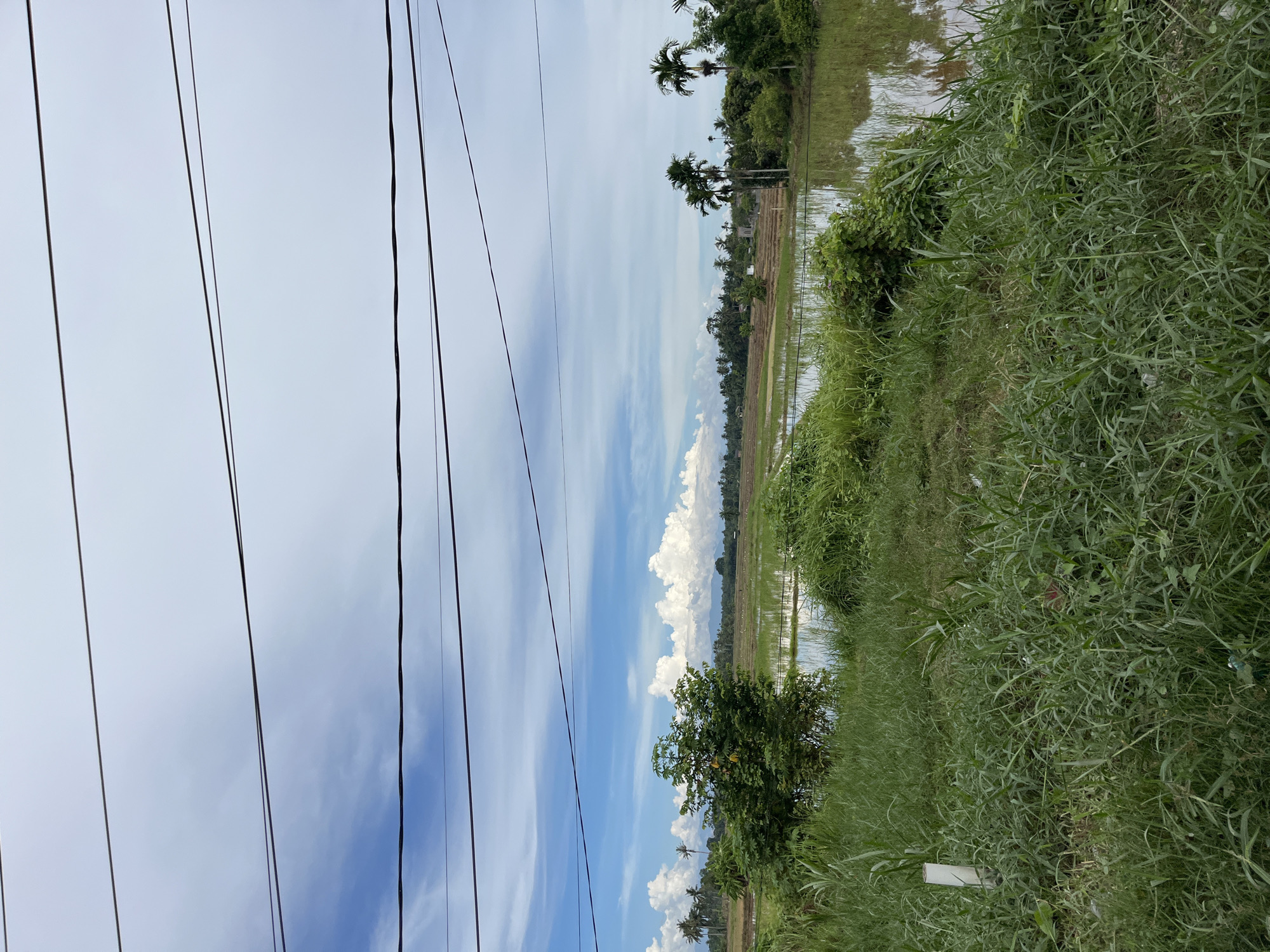 The image captures a rural landscape with several power lines stretching across the frame. In the foreground, tall green grass dominates, obscuring parts of a white pipe sticking out from the ground. Beyond the grass, a flooded field, likely a rice paddy, reflects the cloudy blue sky and surrounding greenery. Scattered palm trees and other vegetation dot the horizon, with a distant mountain range faintly visible. The scene appears peaceful and natural, with no people or animals present. The location is identified as Seuneubokpunti, Indonesia.