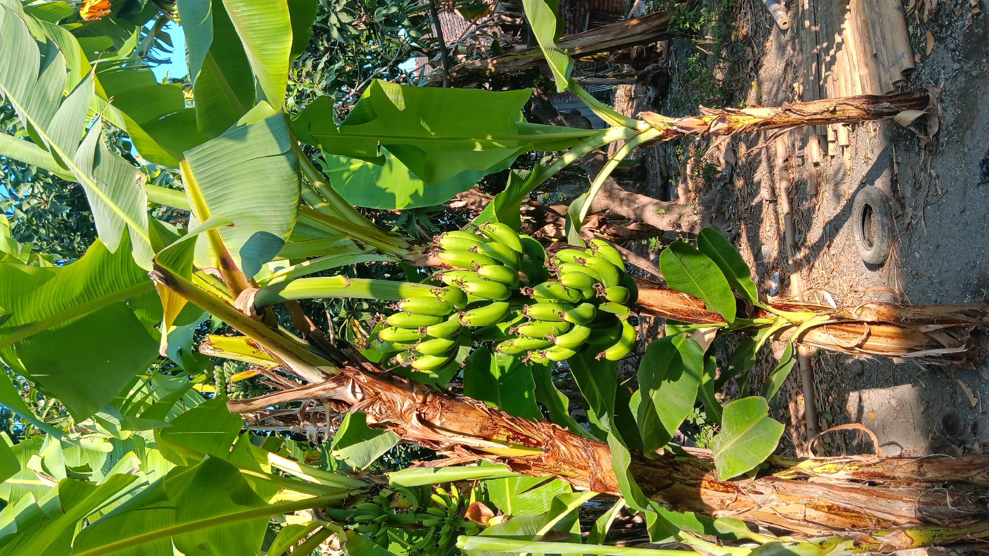 In Sonobekel, Indonesia, a cluster of banana trees bearing unripe green bananas is the central focus of the image. The trees, with their characteristic rough, brown trunks, are lush with large green leaves, some of which are catching the sunlight. Two prominent bunches of bananas hang from one of the trees, with individual fruits clearly visible. The background reveals a semi-rural environment, with other trees, foliage, and a hint of a building structure. The ground is covered with dry leaves and dirt, and a discarded tire and bamboo poles are visible in the lower right portion of the frame. The scene is illuminated by natural sunlight, casting shadows that suggest it is daytime.