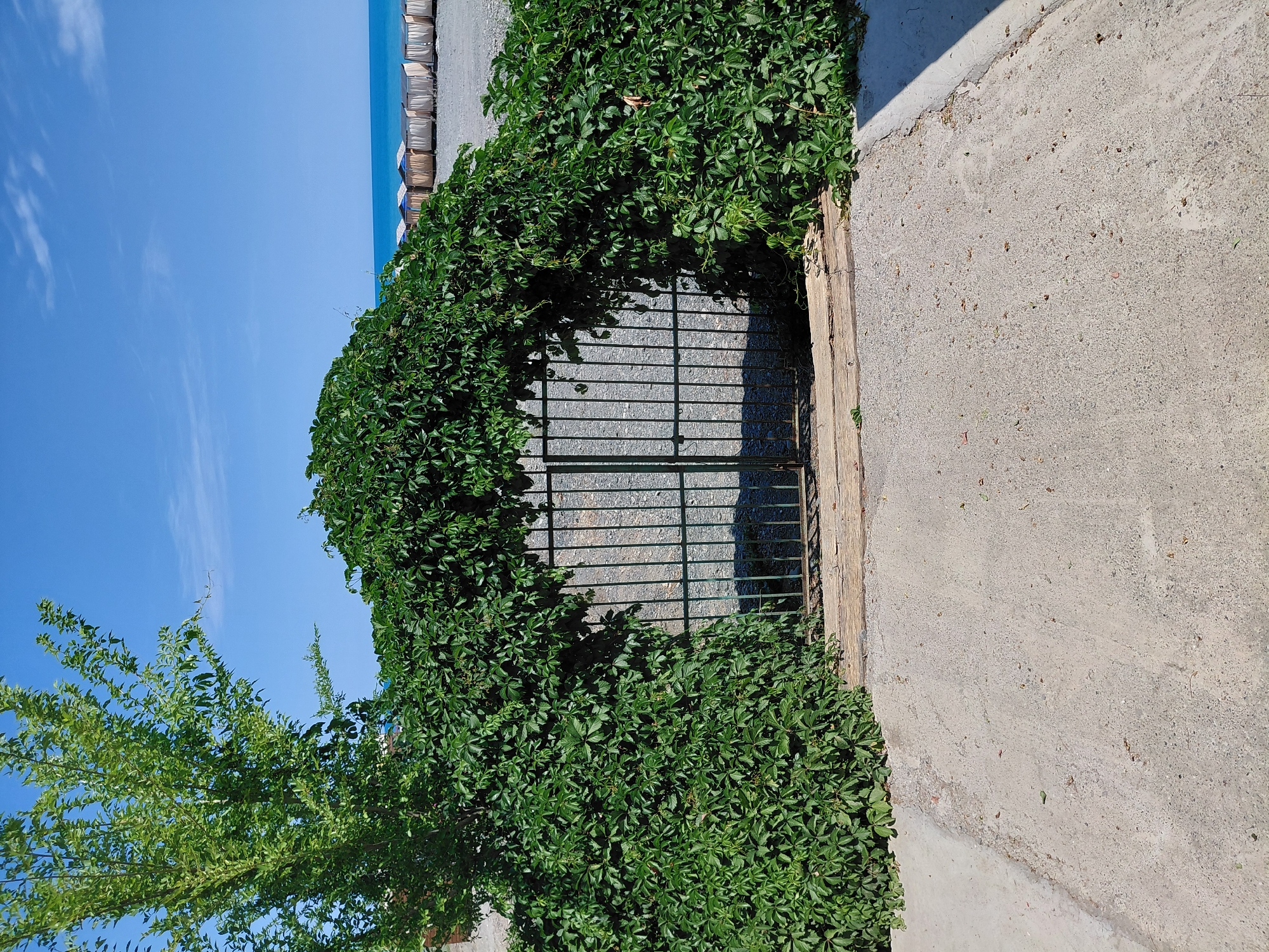 The image depicts an outdoor scene at what appears to be a beachside location in Ақши, Kazakhstan. In the foreground, a paved pathway leads towards a green metal gate overgrown with lush green ivy, forming an archway. The gate is partially obscured by the dense foliage. Beyond the gate, a pebbled area is visible, and further in the distance, the bright blue sea meets a clear sky with a few wispy clouds. Along the shoreline, a row of small, light-colored structures, possibly beach huts or changing cabins, are lined up. A tall tree with vibrant green leaves stands to the left of the gate. The lighting suggests it is a sunny day.